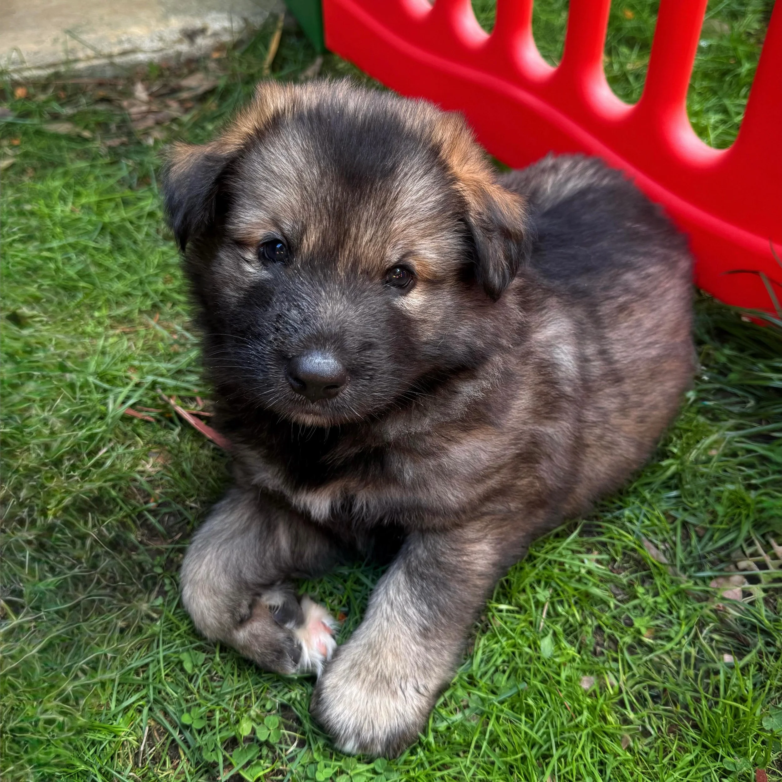 Tikaani Wolfalike puppy spam to get you through the week 🐺❤️
