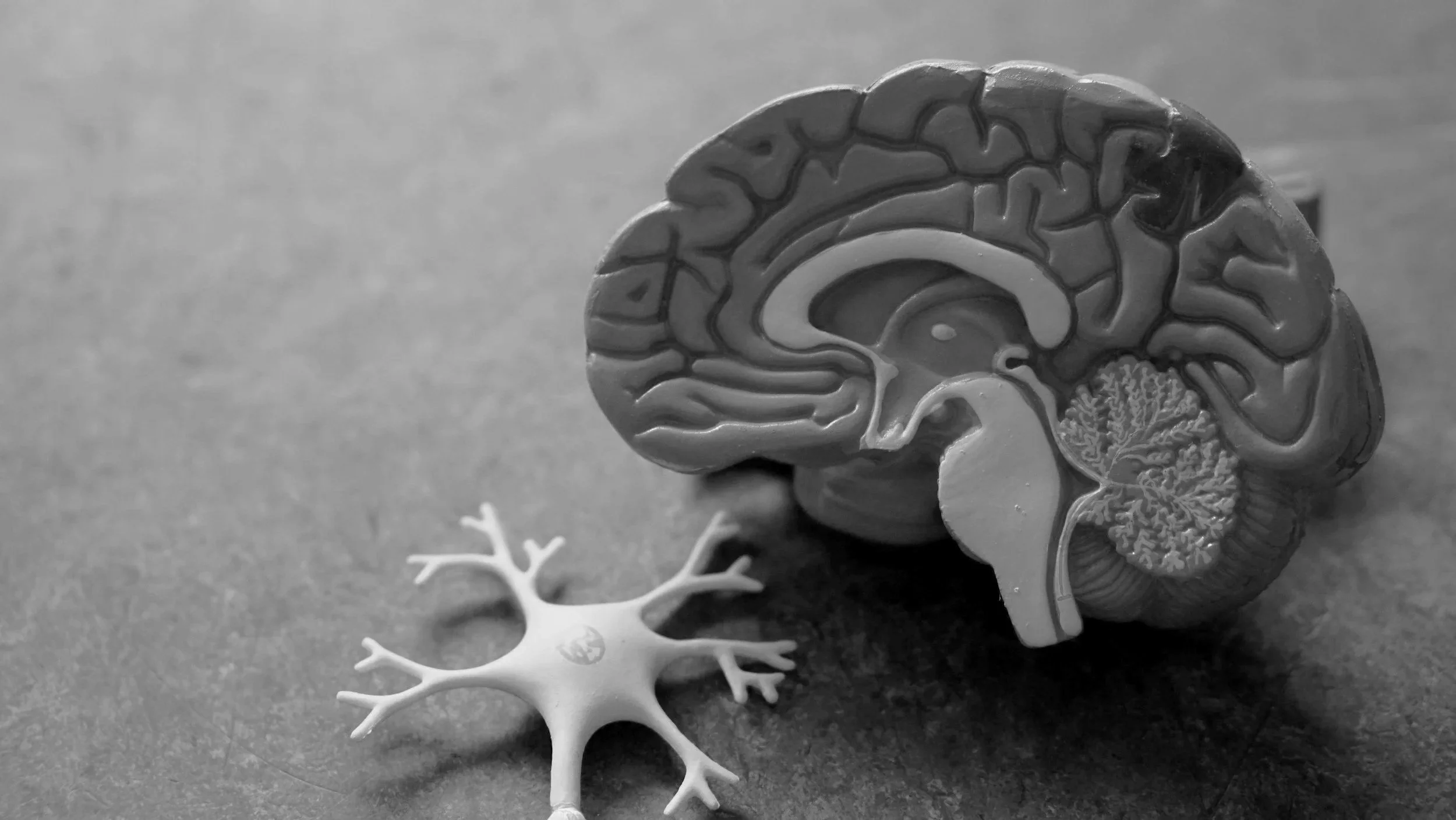 Trauma Therapy: A Companion Guide