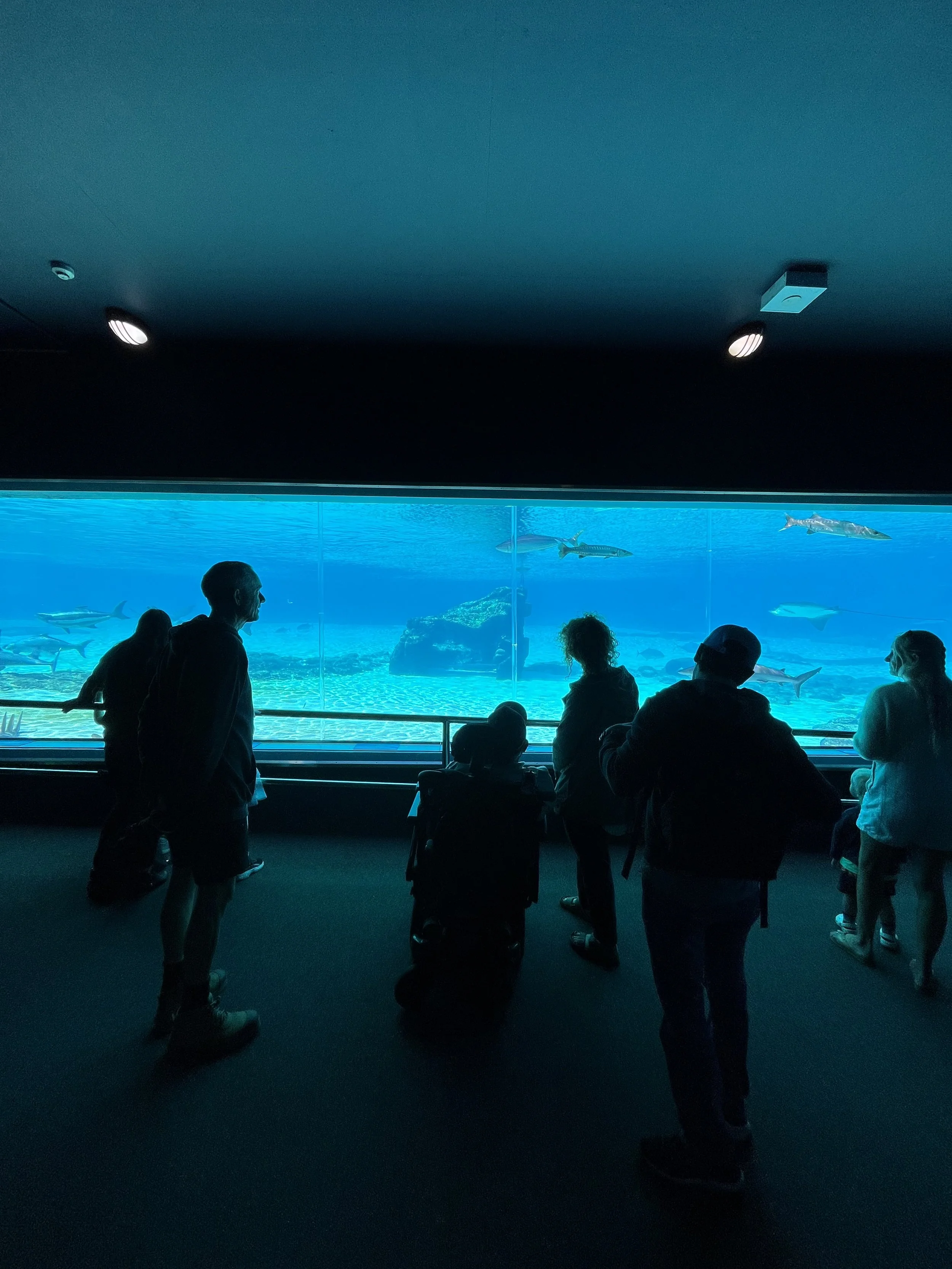 Silhouettes of visitors at an aquarium viewing window observing various fish and sharks swimming in a large tank.