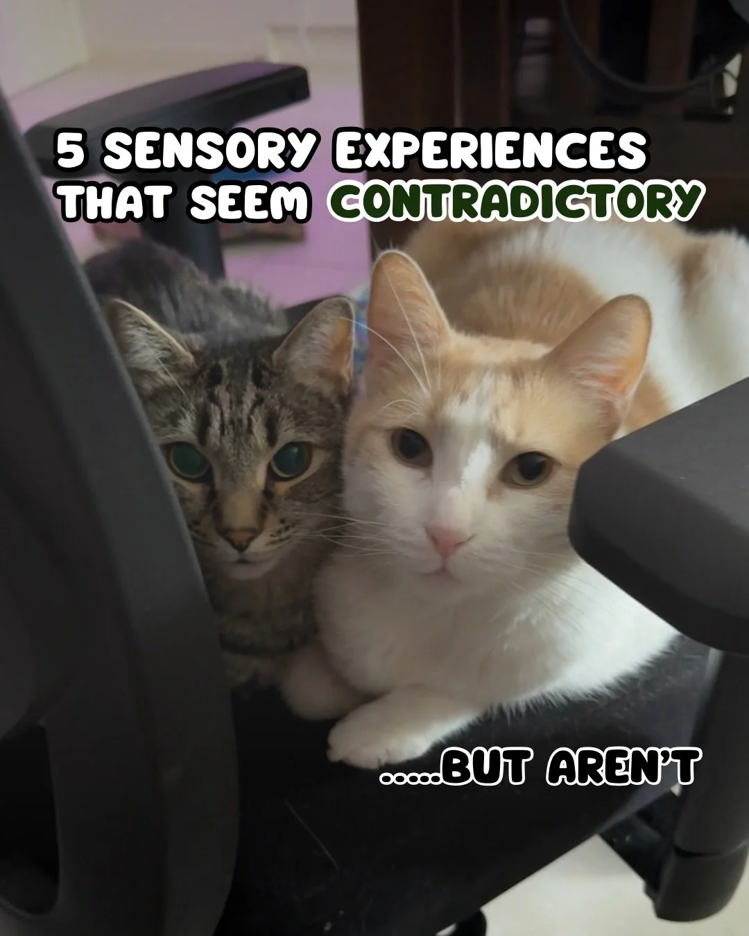 Two of my favourites: cats and sensory things 🤝

[Image description in embedded alt text]