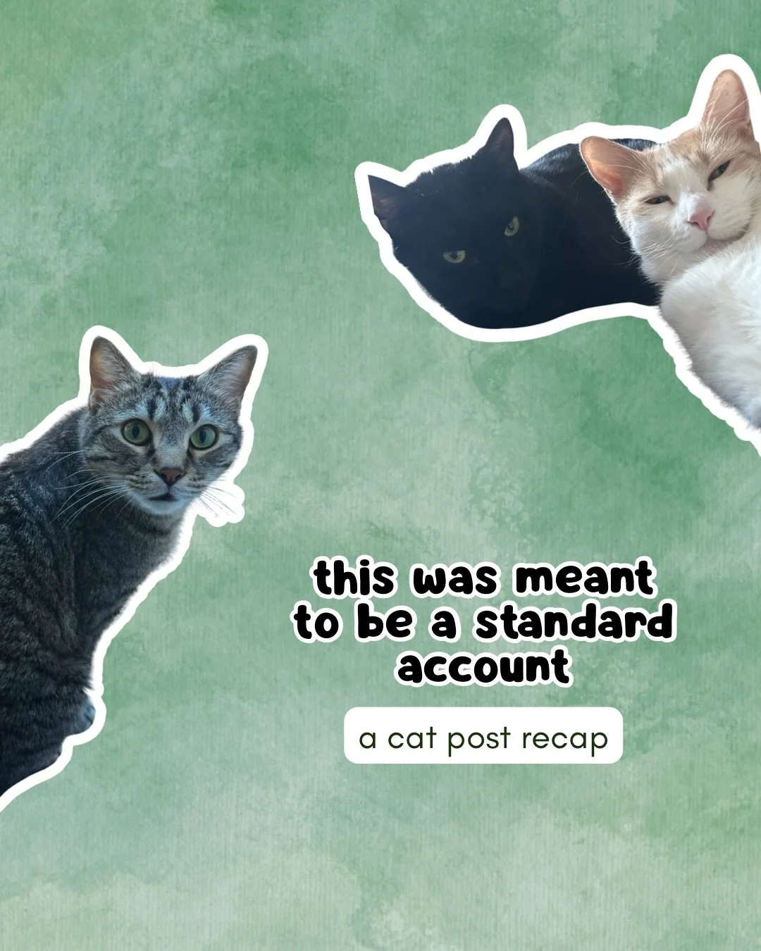 This account was meant to be a human account featuring some cats but has somehow become a cat account featuring some humans. 

Enjoy this recap of our 2025 cat posts 🐈