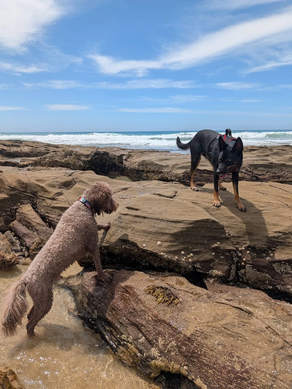 Are our dogs socially fulfilled, or just socially exposed?