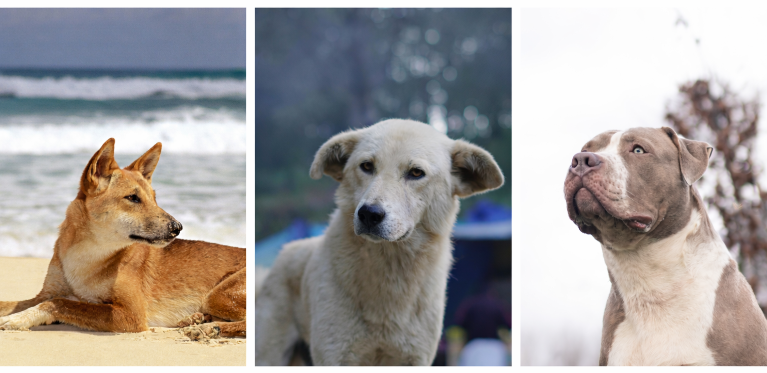 Who bears the cost of coexistence? Dogs, dingoes and shared worlds