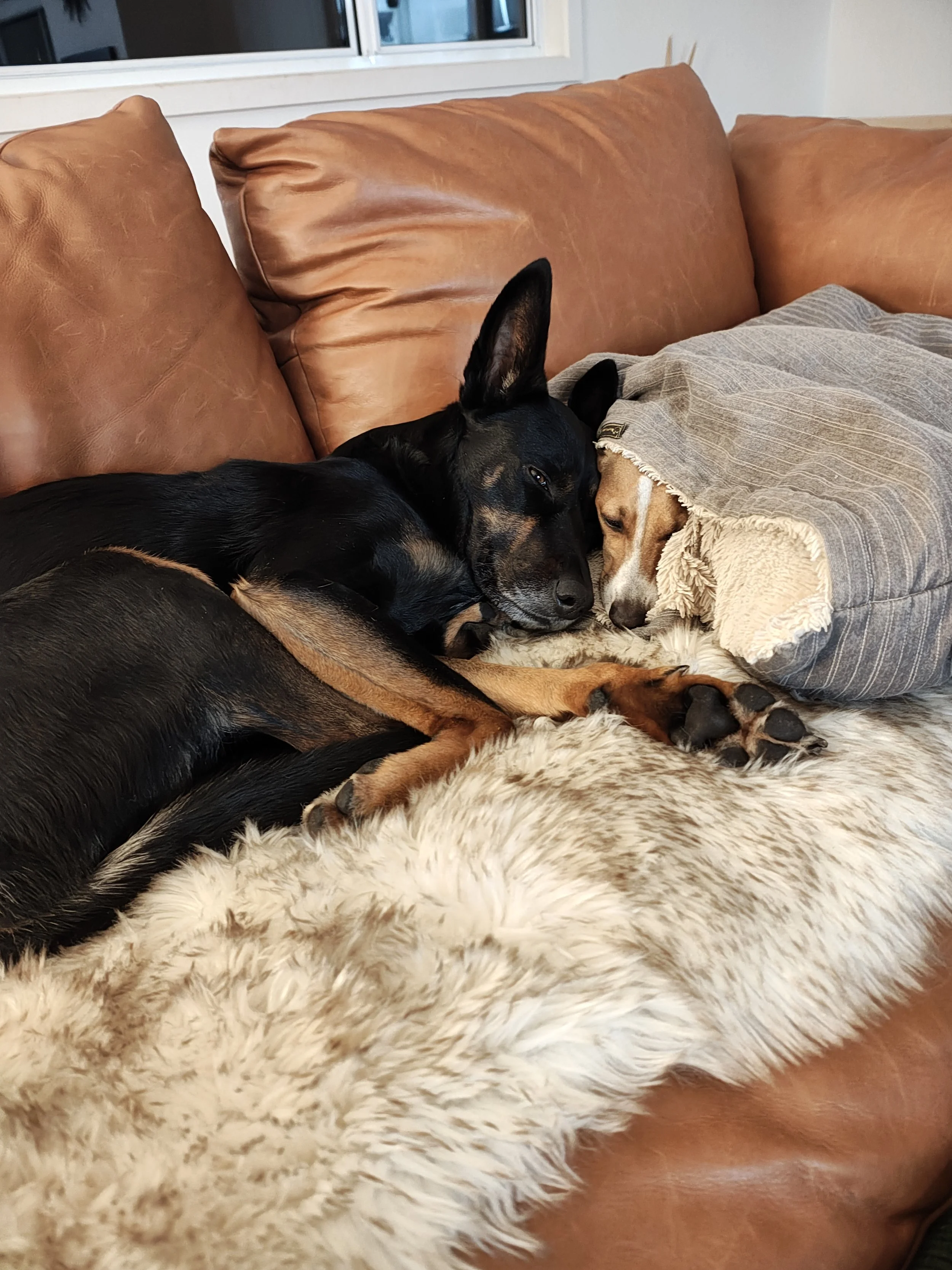 Make your home a sanctuary for your dog