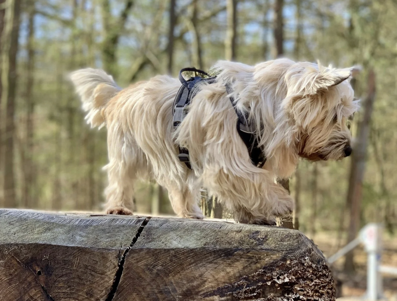 The world through your dog’s senses