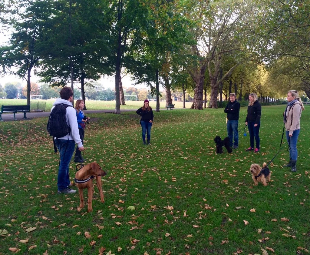 Collaborating with colleague Steph Rousseau to run a series of practical outdoor sessions for dog guardians in London.