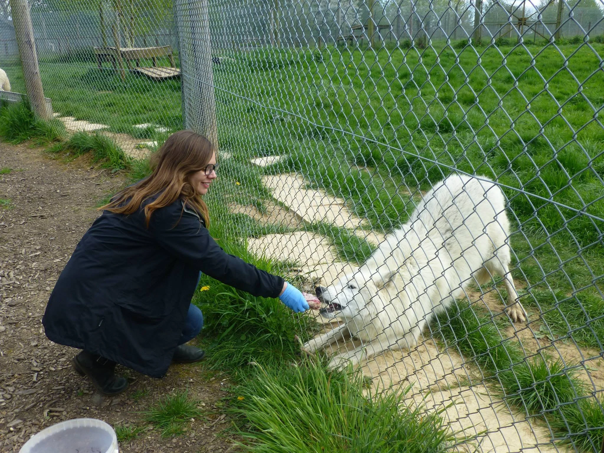 Taking part in some enrichment at the UK Wolf Conservation Trust
