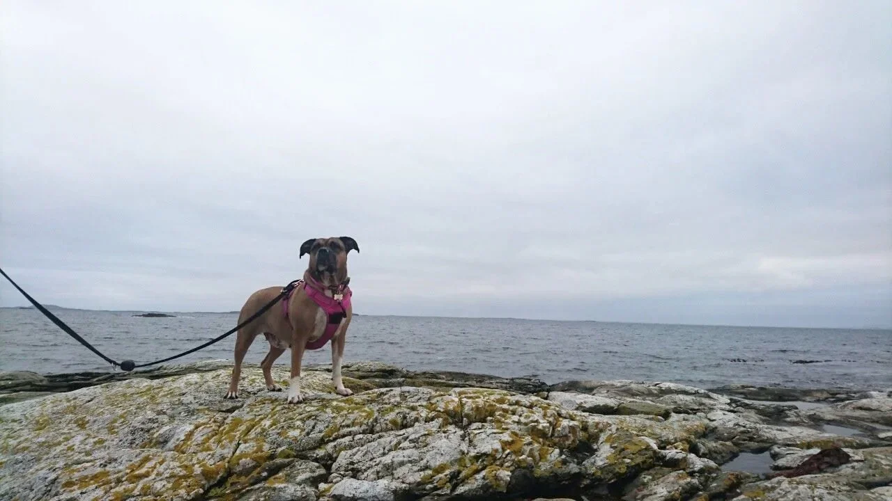 A dog is not a wellness plan