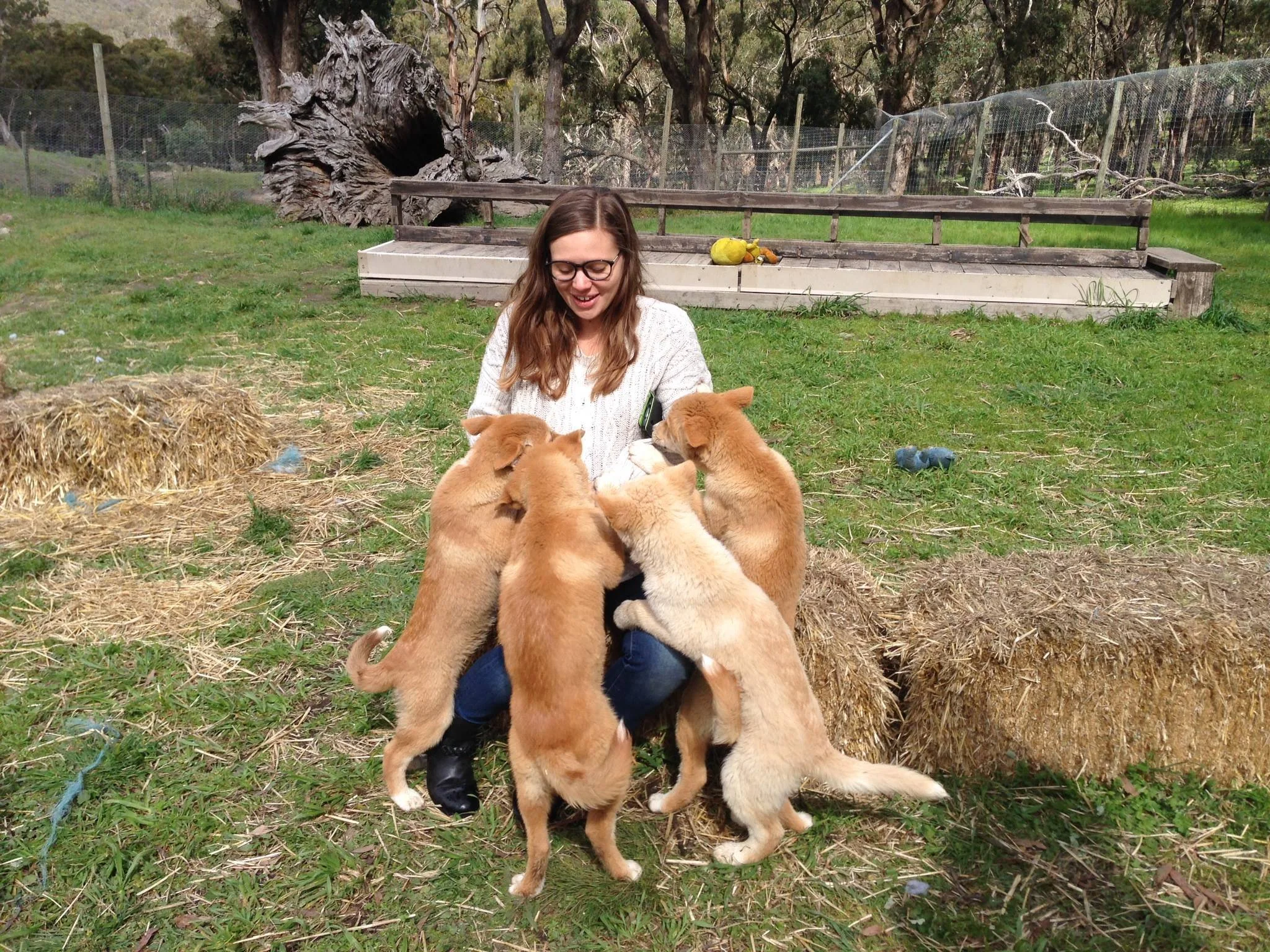 Learning from the team at the Dingo Discovery Sanctuary. Dingo puppies an excellent bonus.
