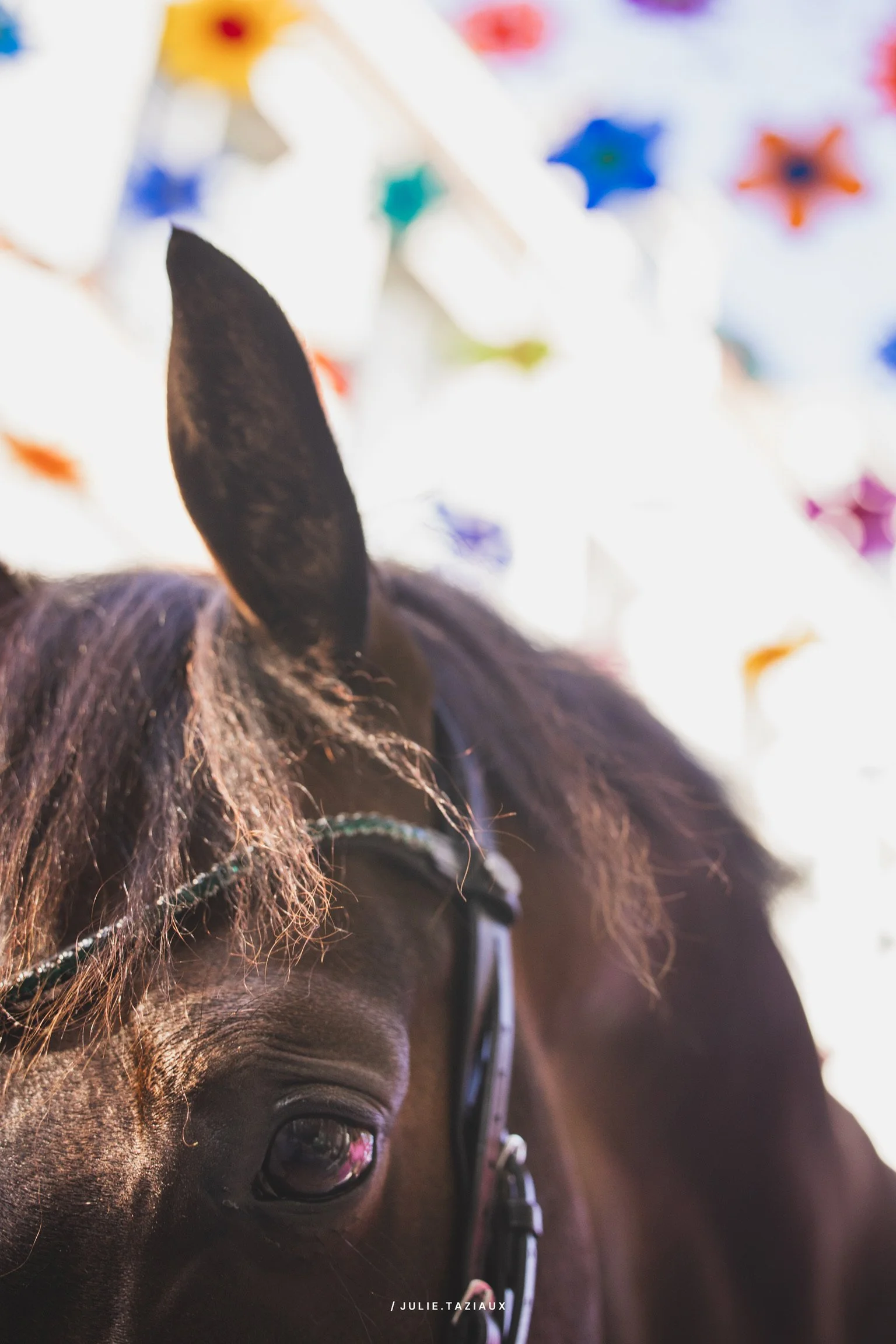 Zoom sur la tête d'un cheval marron avec un fond de décor coloré et étoilé.