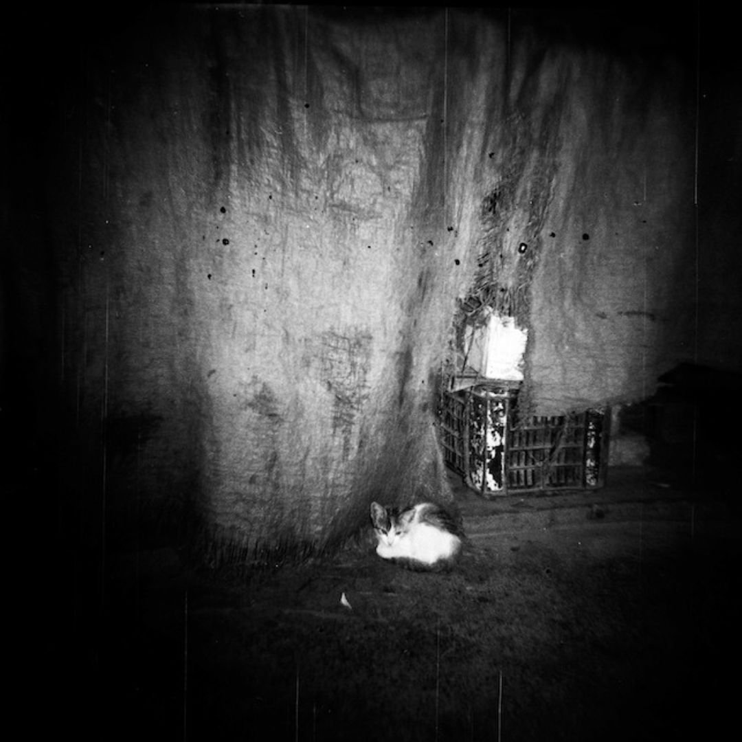Le chaton du march&eacute;, Alger
Photographie argentique moyen format