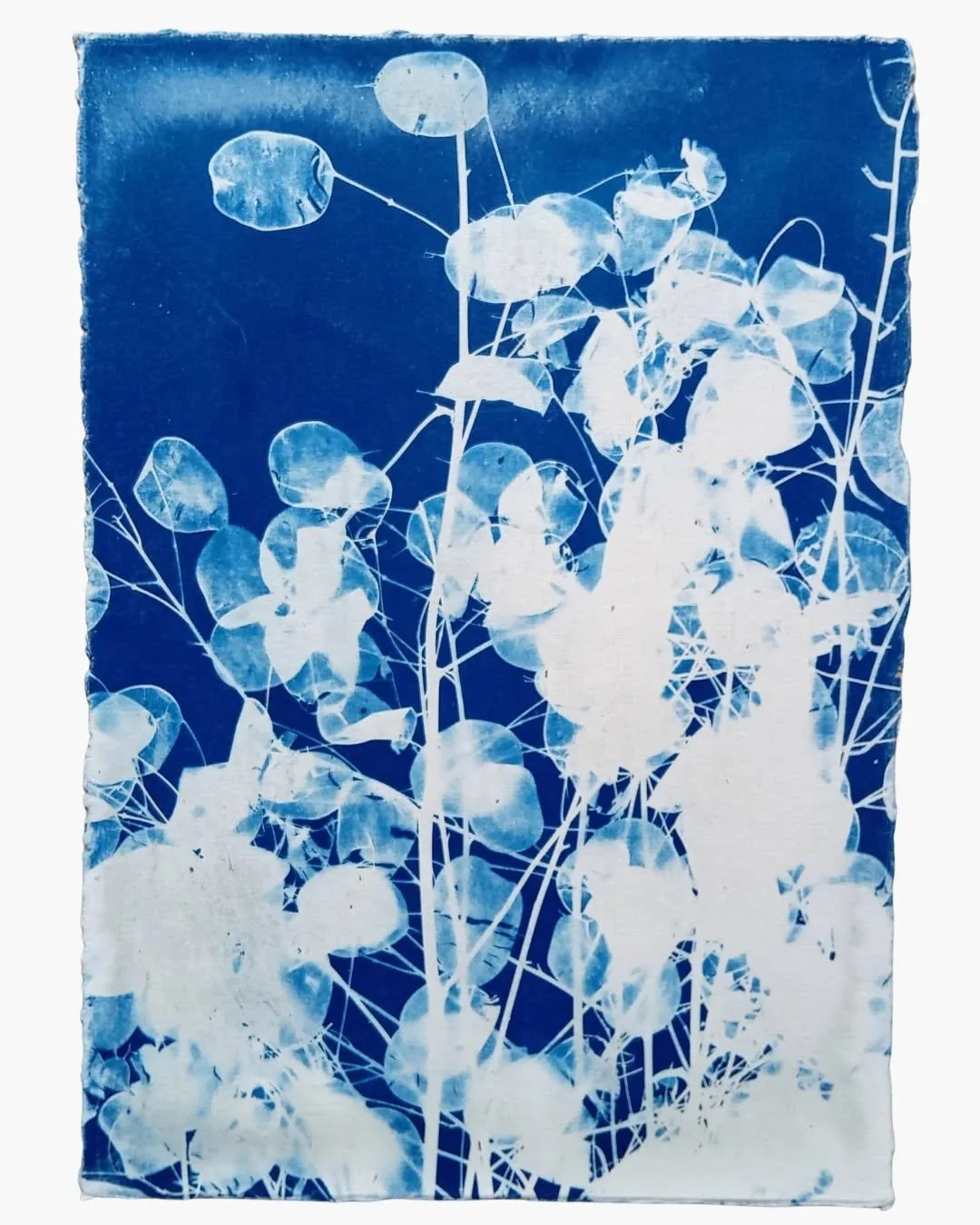 Le printemps est l&agrave; et l'envie de retrouver l'image bleue revient. Je me replonge dans les cyanotypes. De nouveaux projets se dessinent...