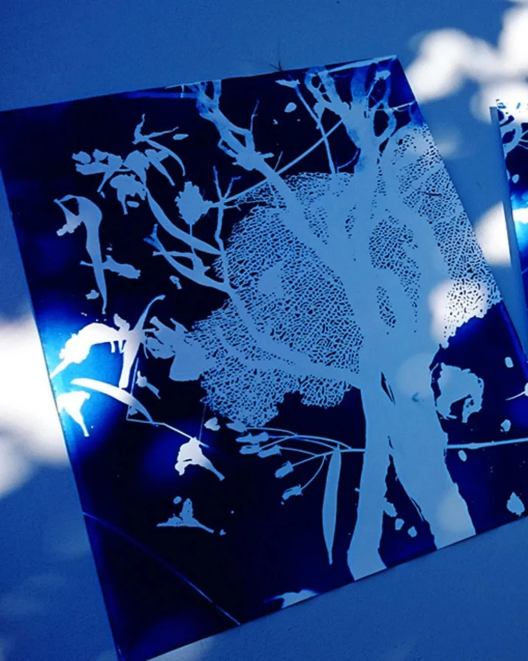 Le cyanotype est l'un des tout premiers proc&eacute;d&eacute;s de tirage photographique invent&eacute; au XIXe si&egrave;cle en Angleterre. Il permet de cr&eacute;er des images d'un bleu profond gr&acirc;ce &agrave; un tirage par contact : des v&eacu