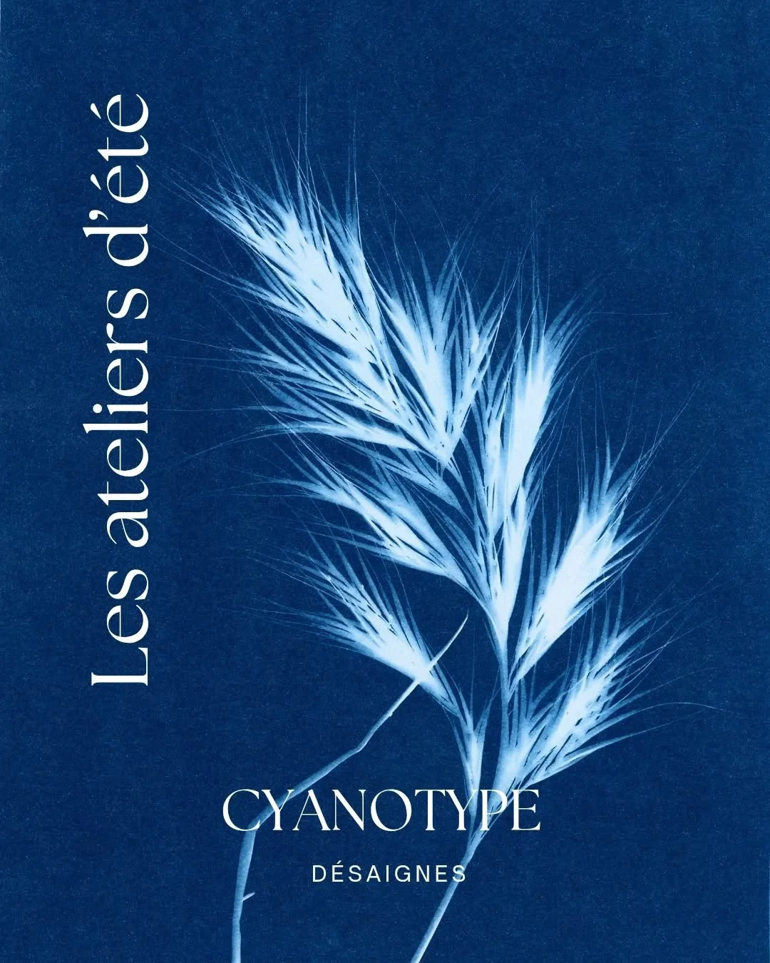 Cette &eacute;t&eacute; &agrave; D&eacute;saignes, d&eacute;couvrez la magie du cyanotype et cr&eacute;ez vos propres tirages uniques !
En juillet et ao&ucirc;t, une semaine sur deux trois ateliers seront propos&eacute;s pour vous initier &agrave; ce