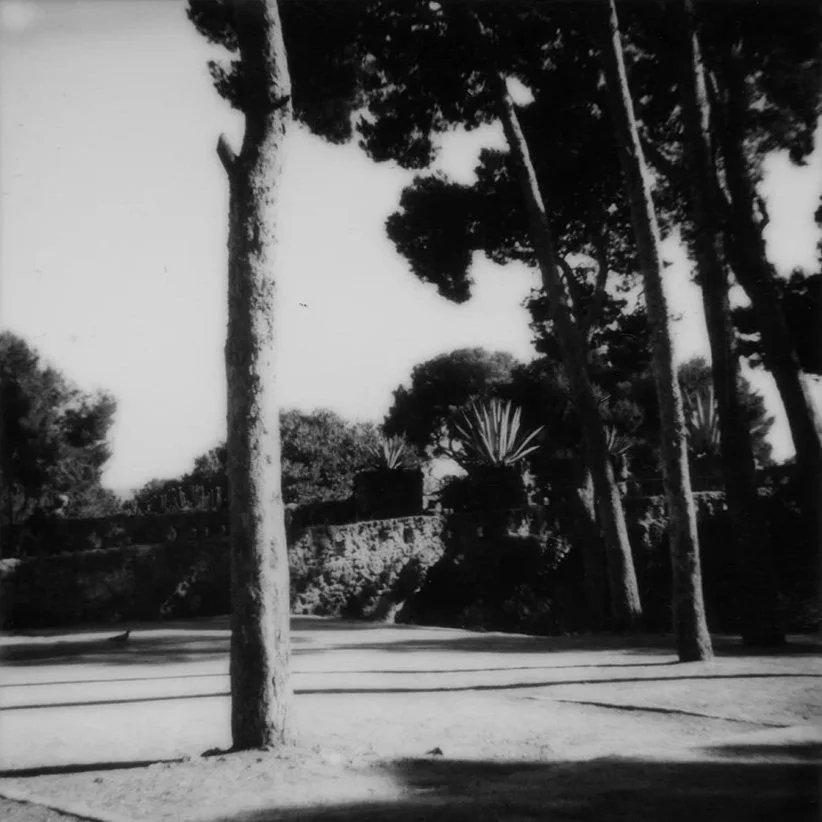 arbres-bd-carre.jpg