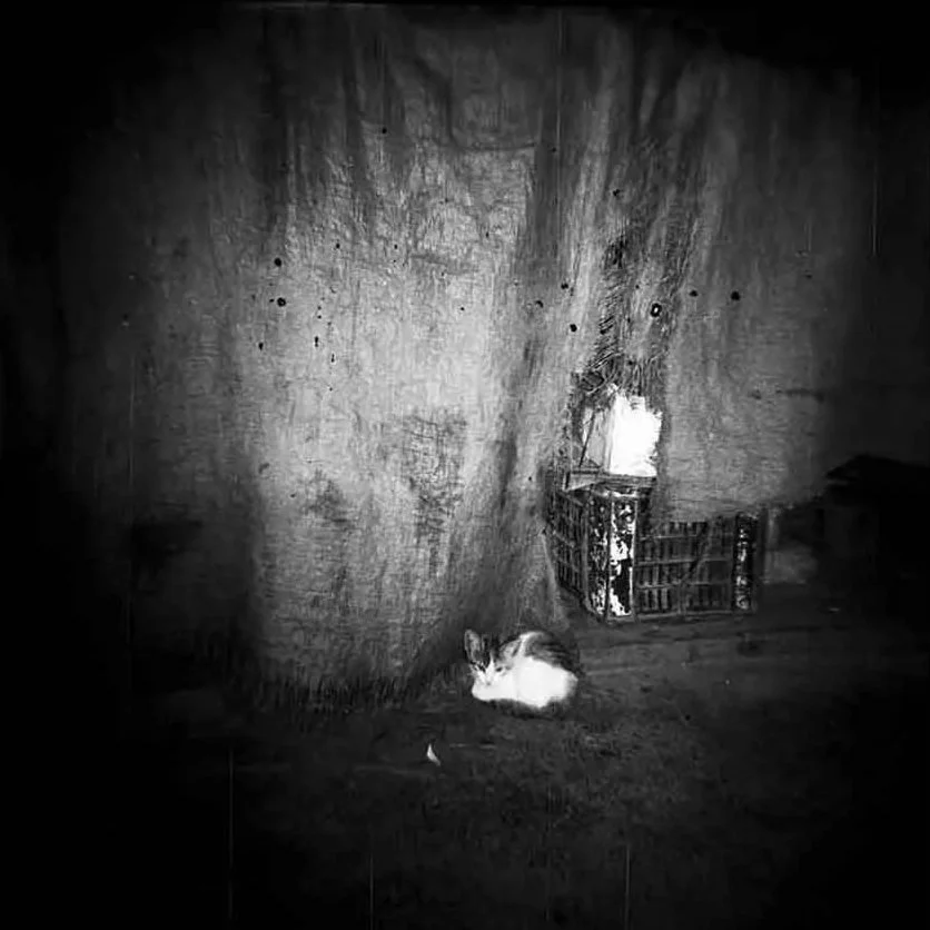 chaton-bd-carre.jpg
