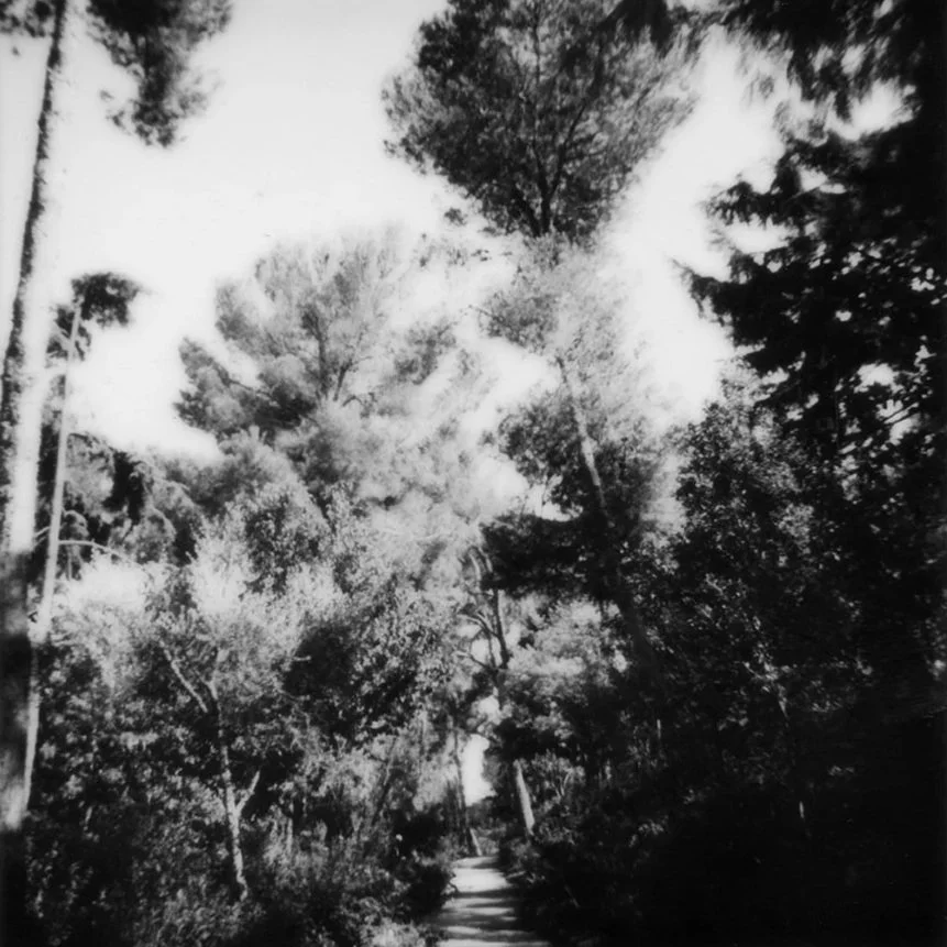 arbres-chemin-bd-carre.jpg