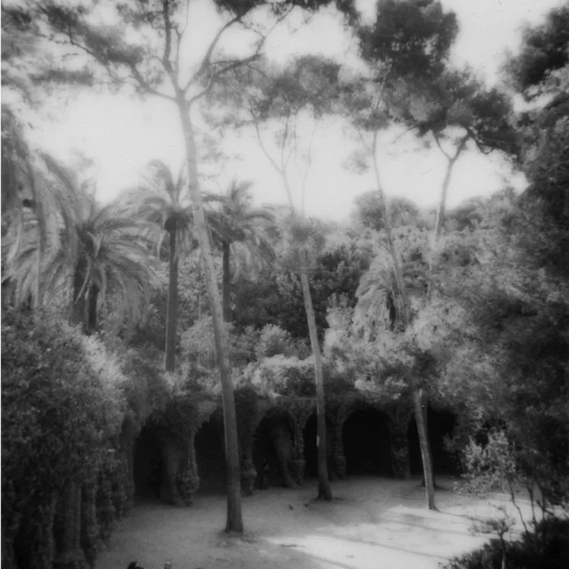 palmiers-bd-carre.jpg