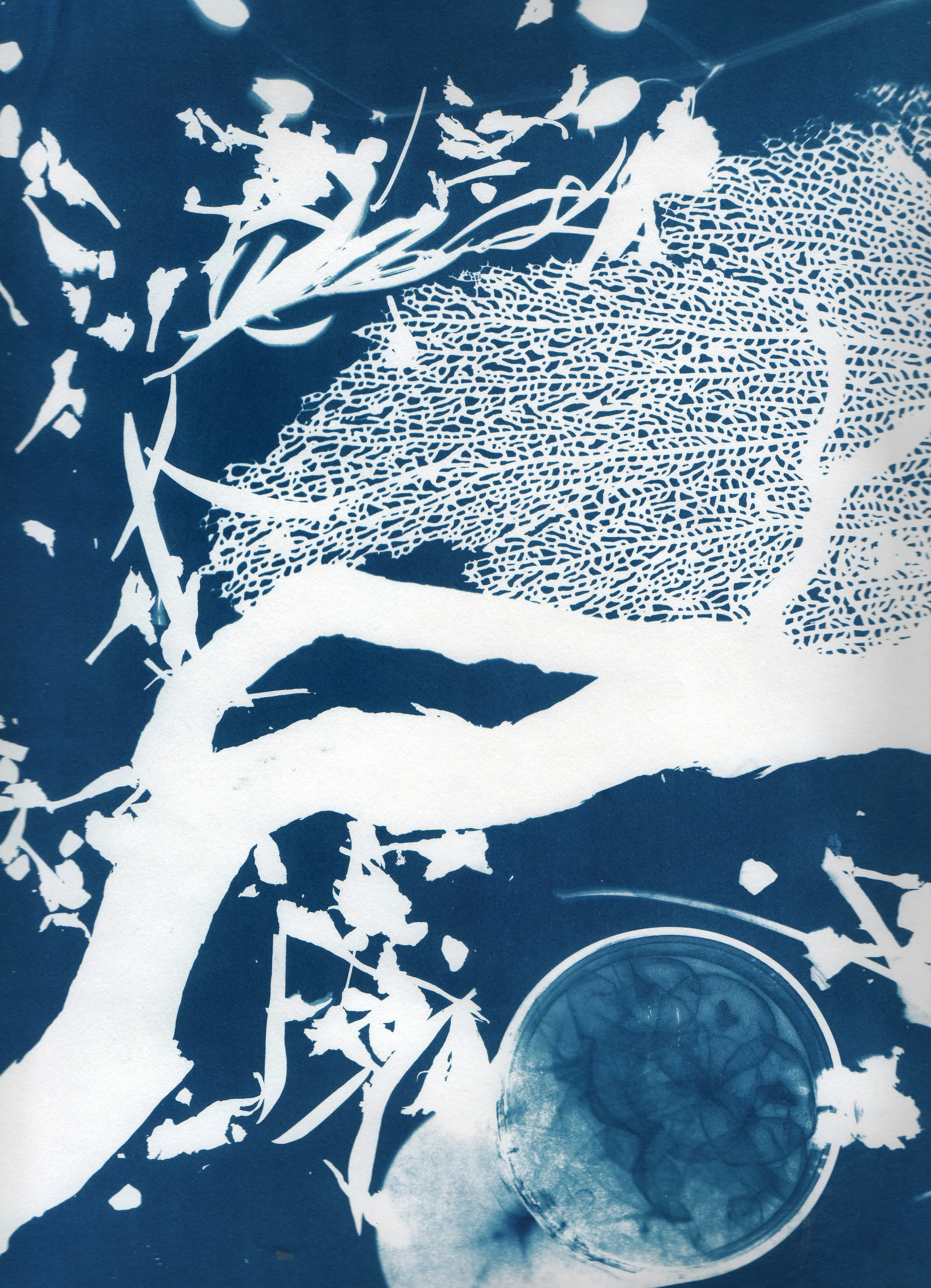 cyanotype-branche2©jeannieabert.jpeg