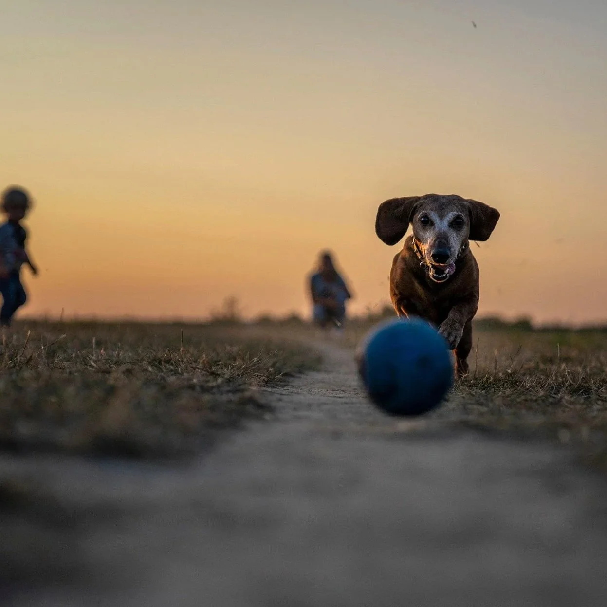 Comment éduquer son chien?