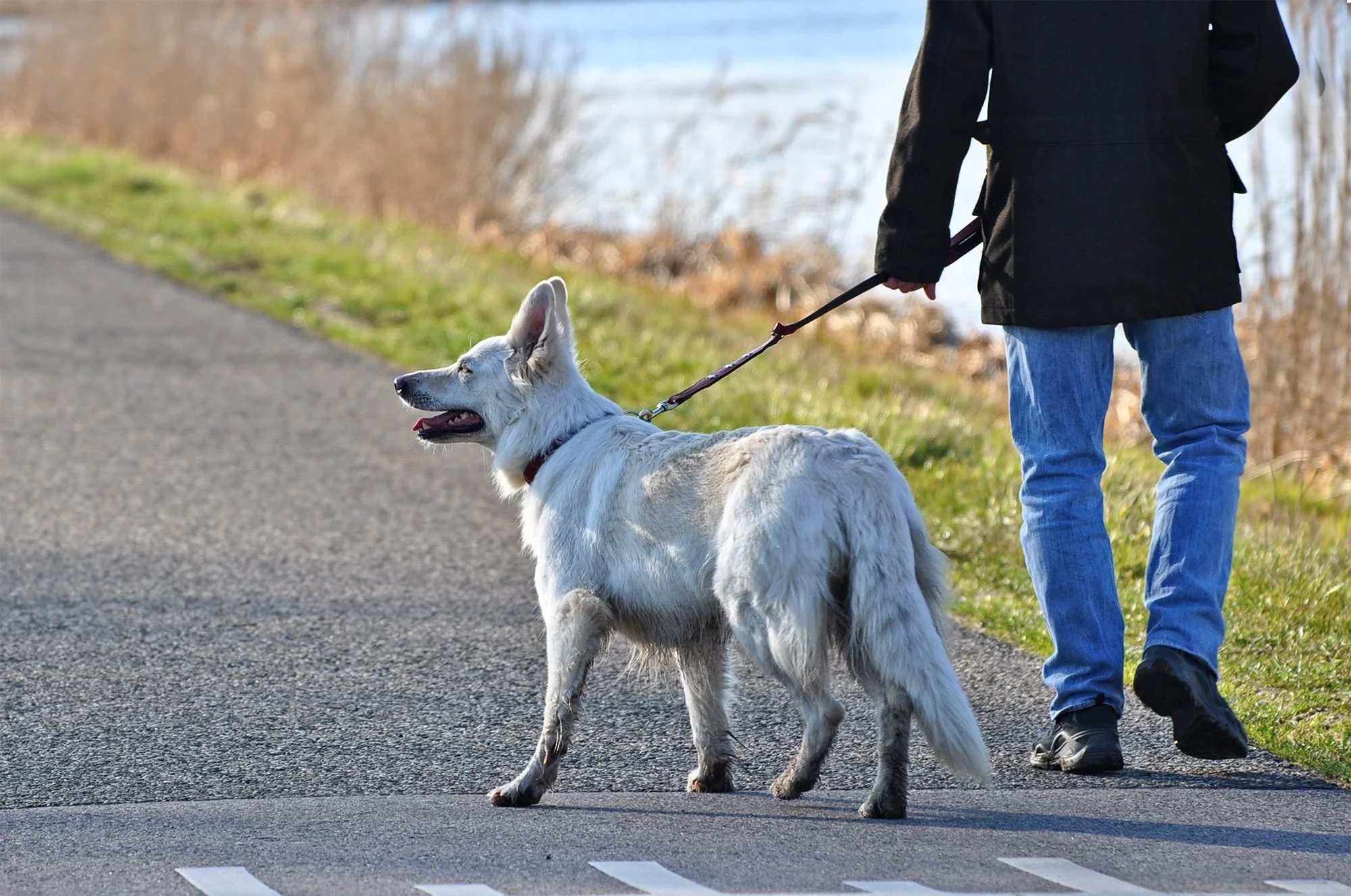 Mon chien est réactif en laisse, que faire ?