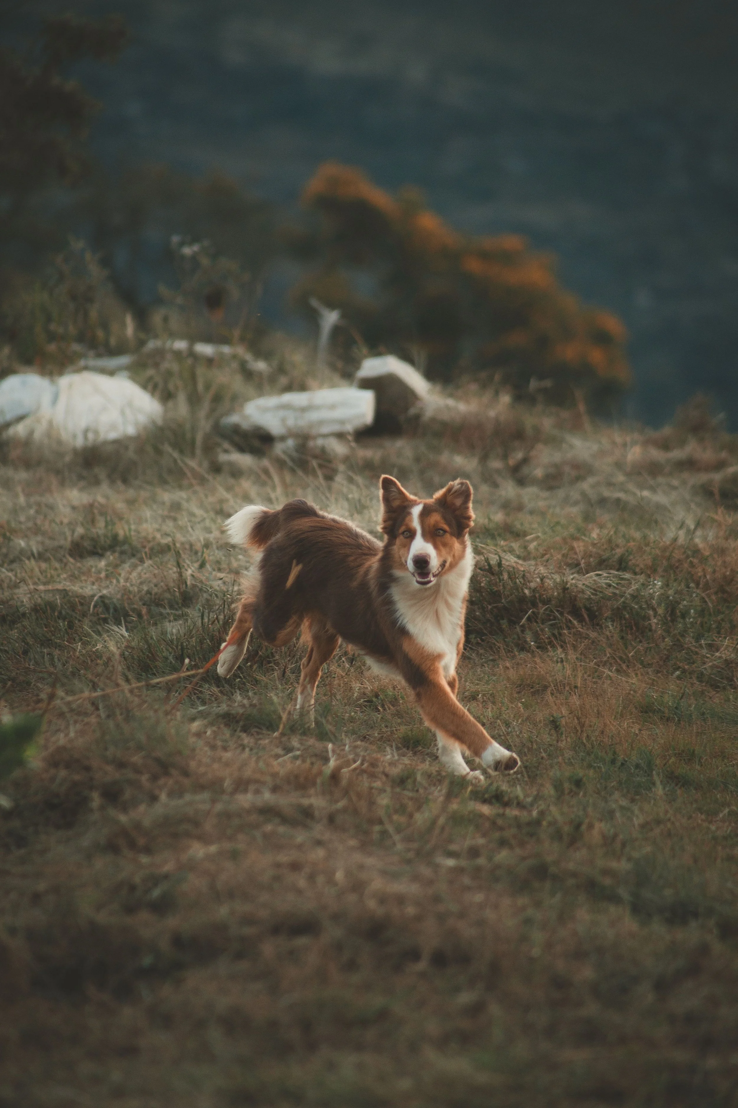 Mon chien ne revient pas au rappel, que faire?