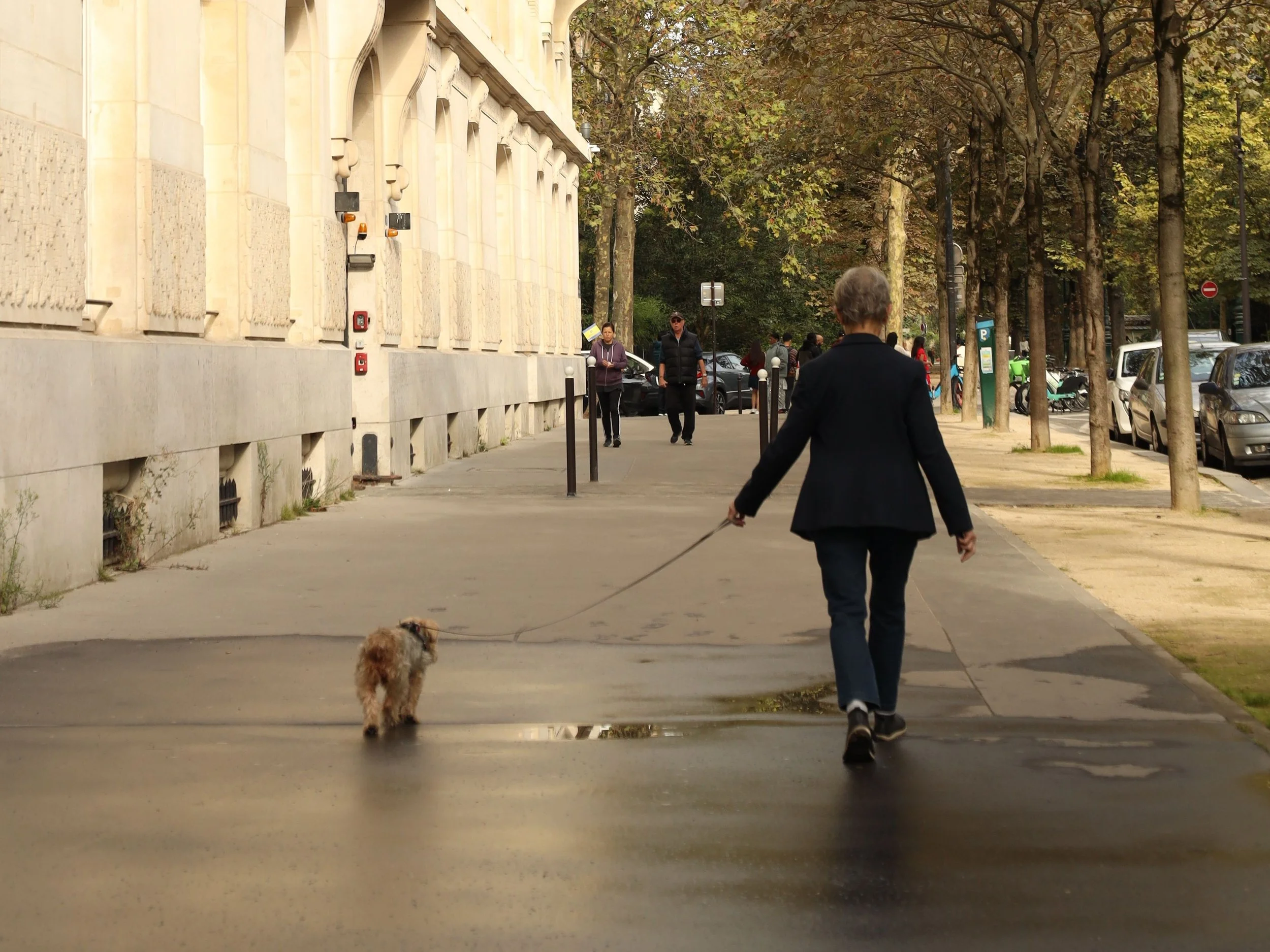 Prendre mon chien partout où je vais, bonne ou mauvaise idée ?
