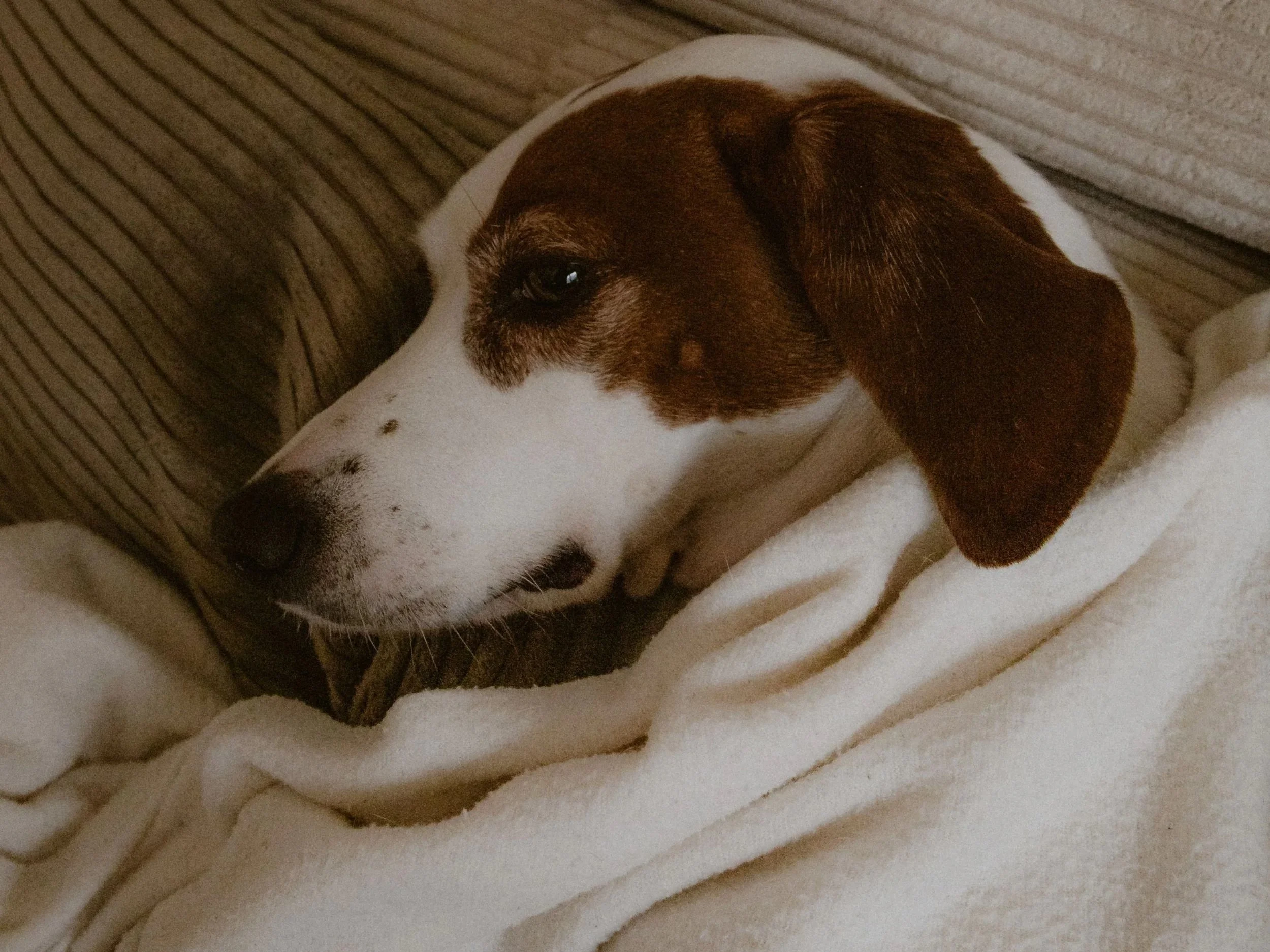 Aliments toxiques pour le chien