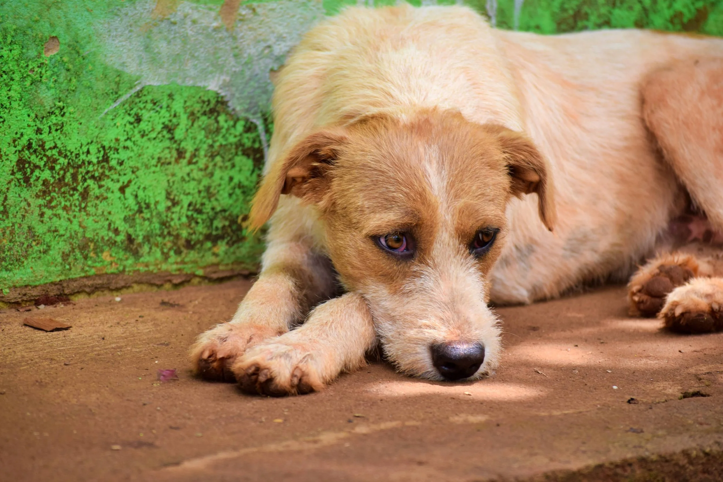 Punir son chien : les 3 pires erreurs à éviter !