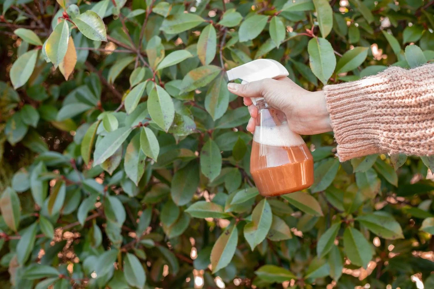 Banishing Bad Bugs: The Power Of Natural, At-Home Pesticides