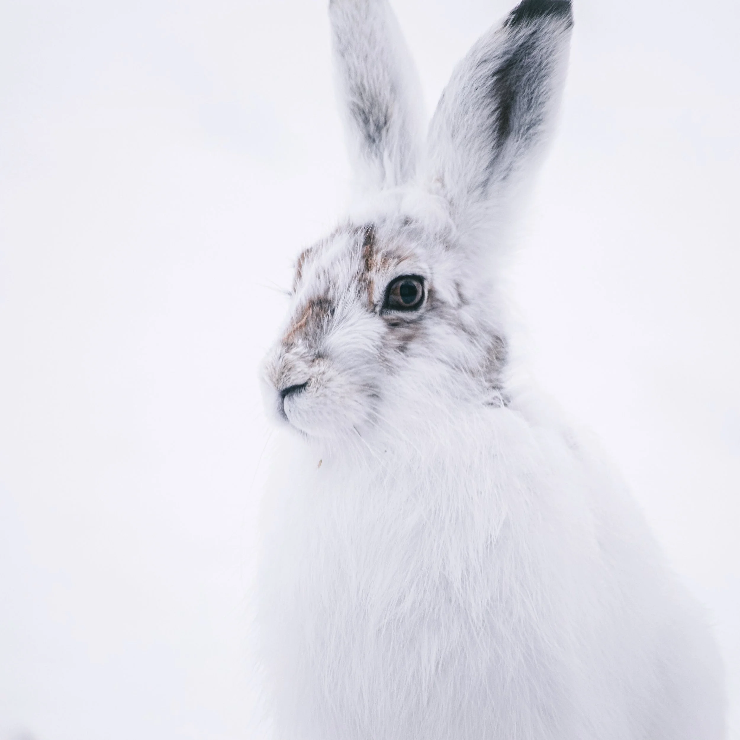 Materiaalit: Preciosa kristalli