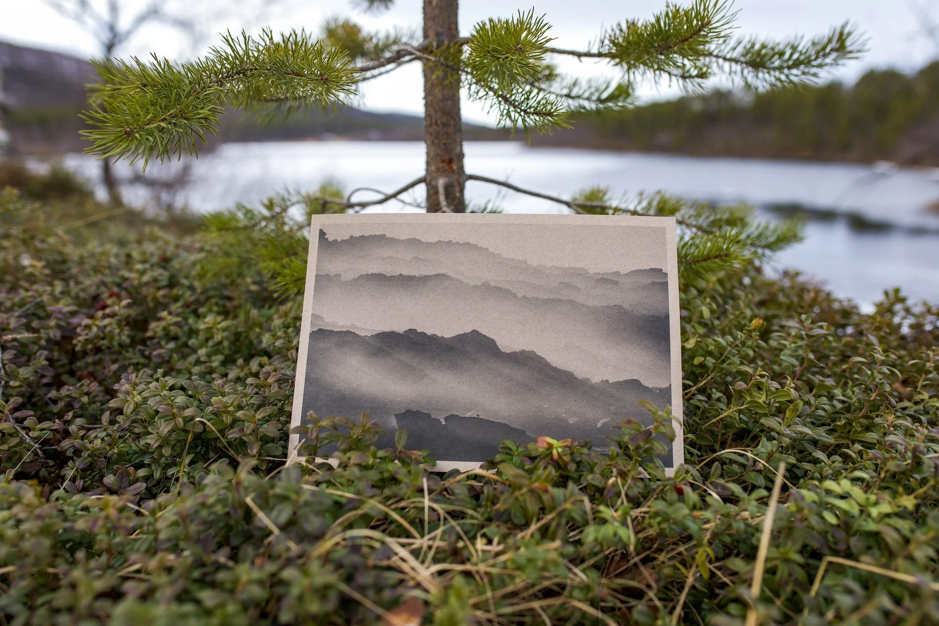 suokukka-9.jpg