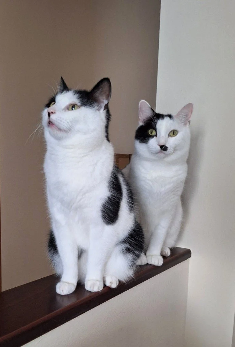 Relational Trauma Therapy