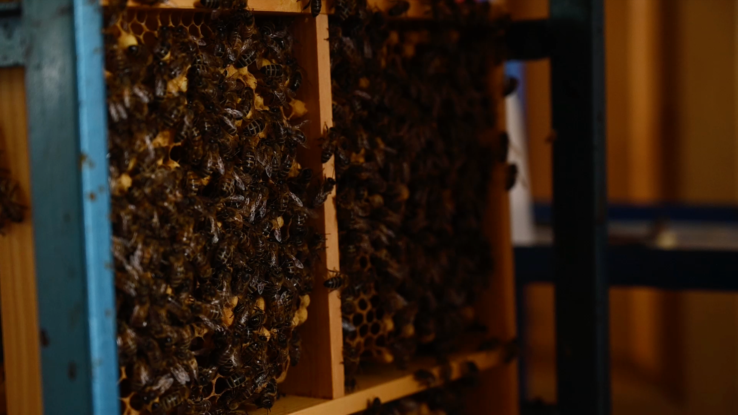 Bienenstock mit Bienen, im Hintergrund das Innere eines Bienenstocks mit Waben.
