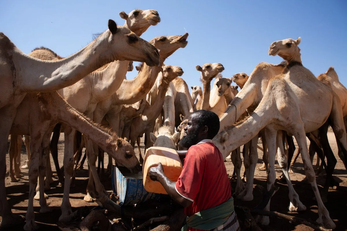 A man in a red shirt feeding a large group of camels under a clear blue sky in a desert setting.