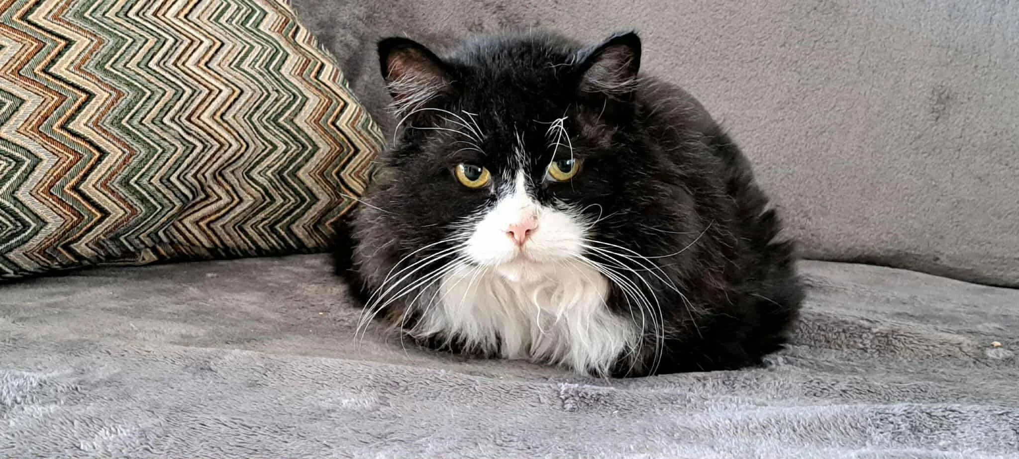 A black and white long-haired cat lying on a gray couch, with a patterned pillow behind it.
