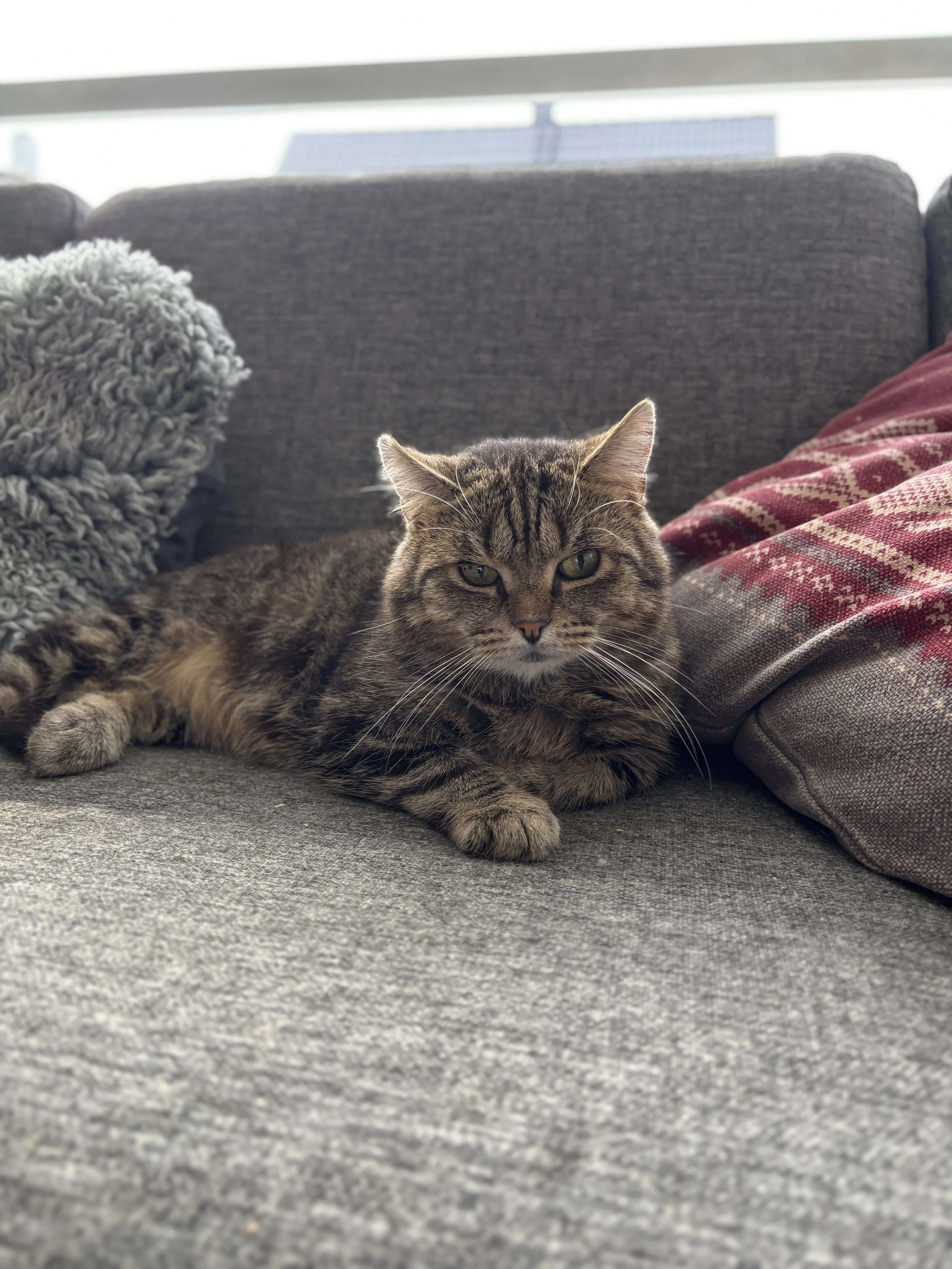 A tabby cat lounging on a gray couch, with a textured gray blanket and a red patterned cushion nearby.