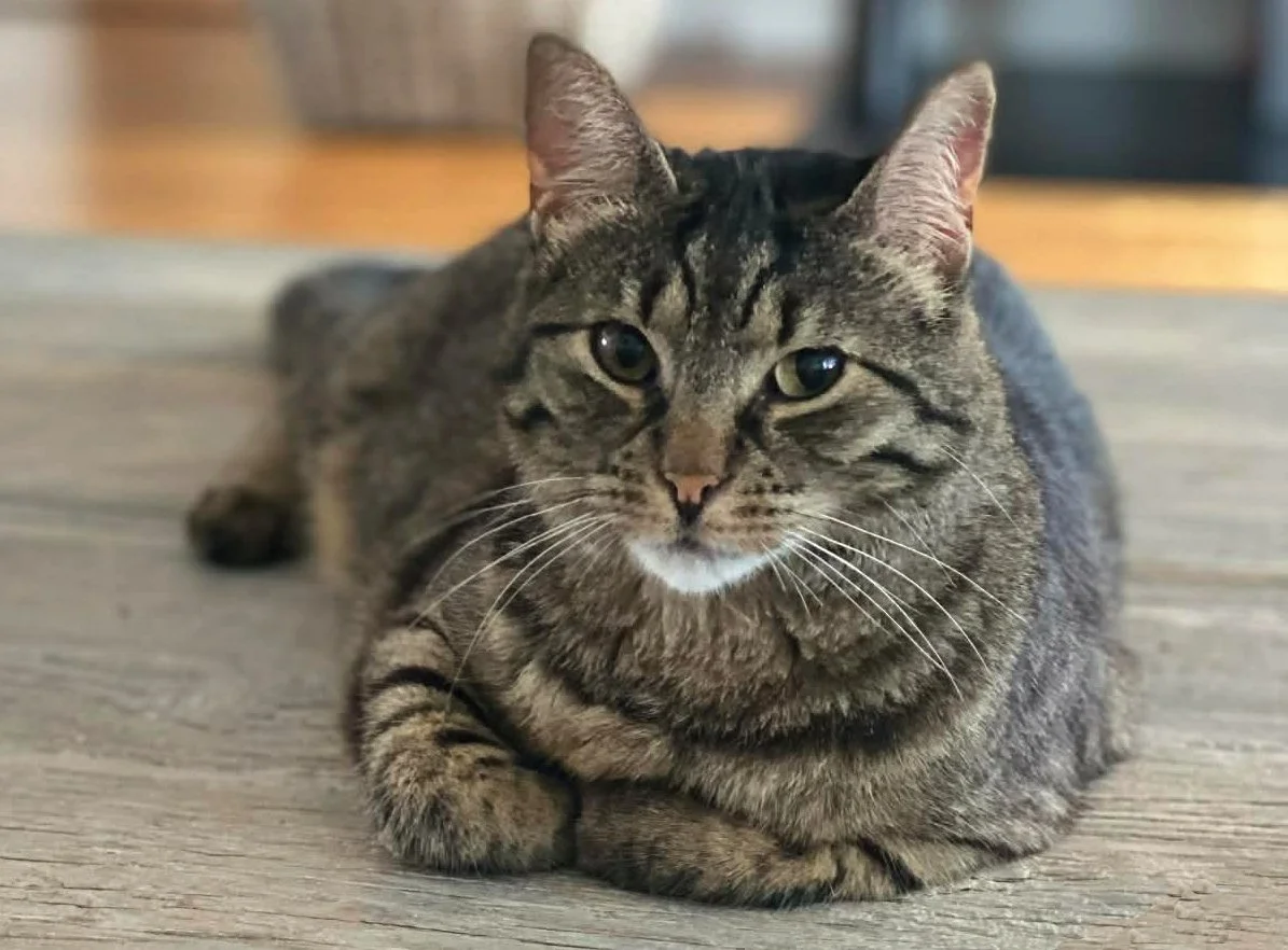 A tabby cat lying on a wooden surface, facing forward with a relaxed posture.