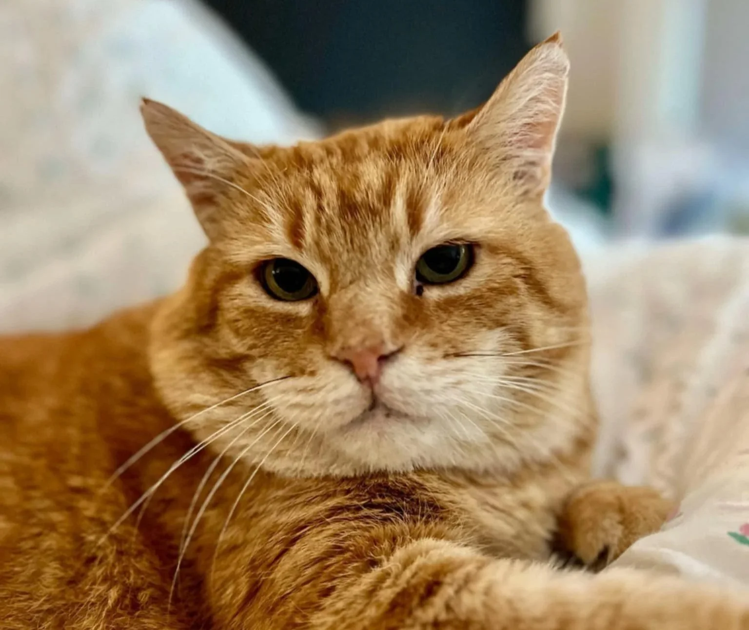 Close-up of an orange tabby cat resting on a soft surface, looking directly at the camera.