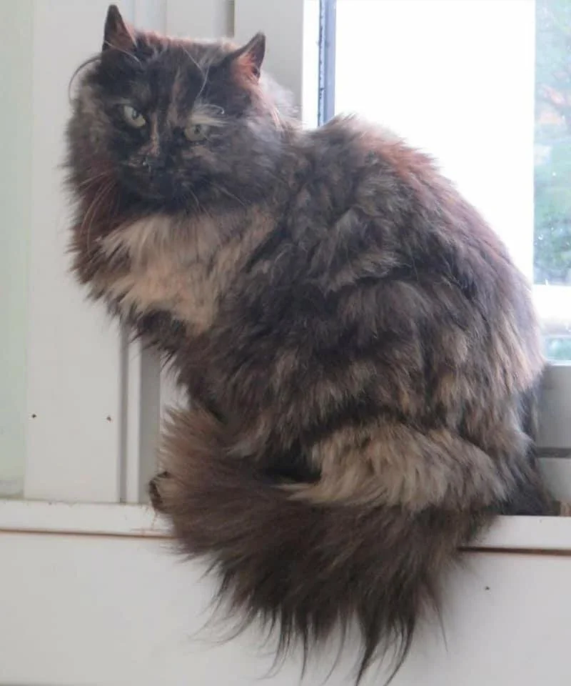 Long-haired tabby cat sitting on a windowsill near a window with a blurred outdoor scene.