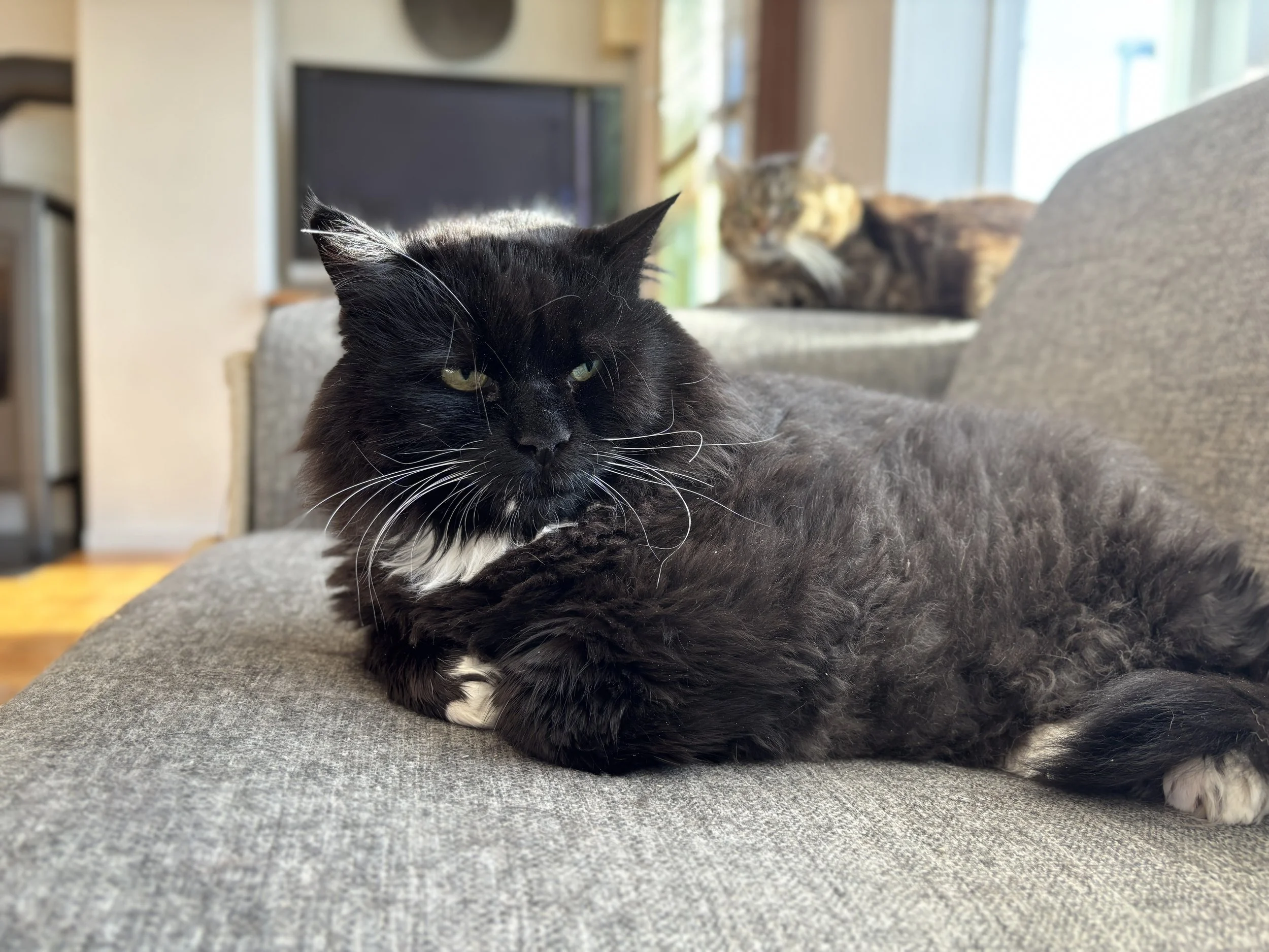 A black and white long-haired cat lying on a gray couch with a second tabby cat in the background in a living room.