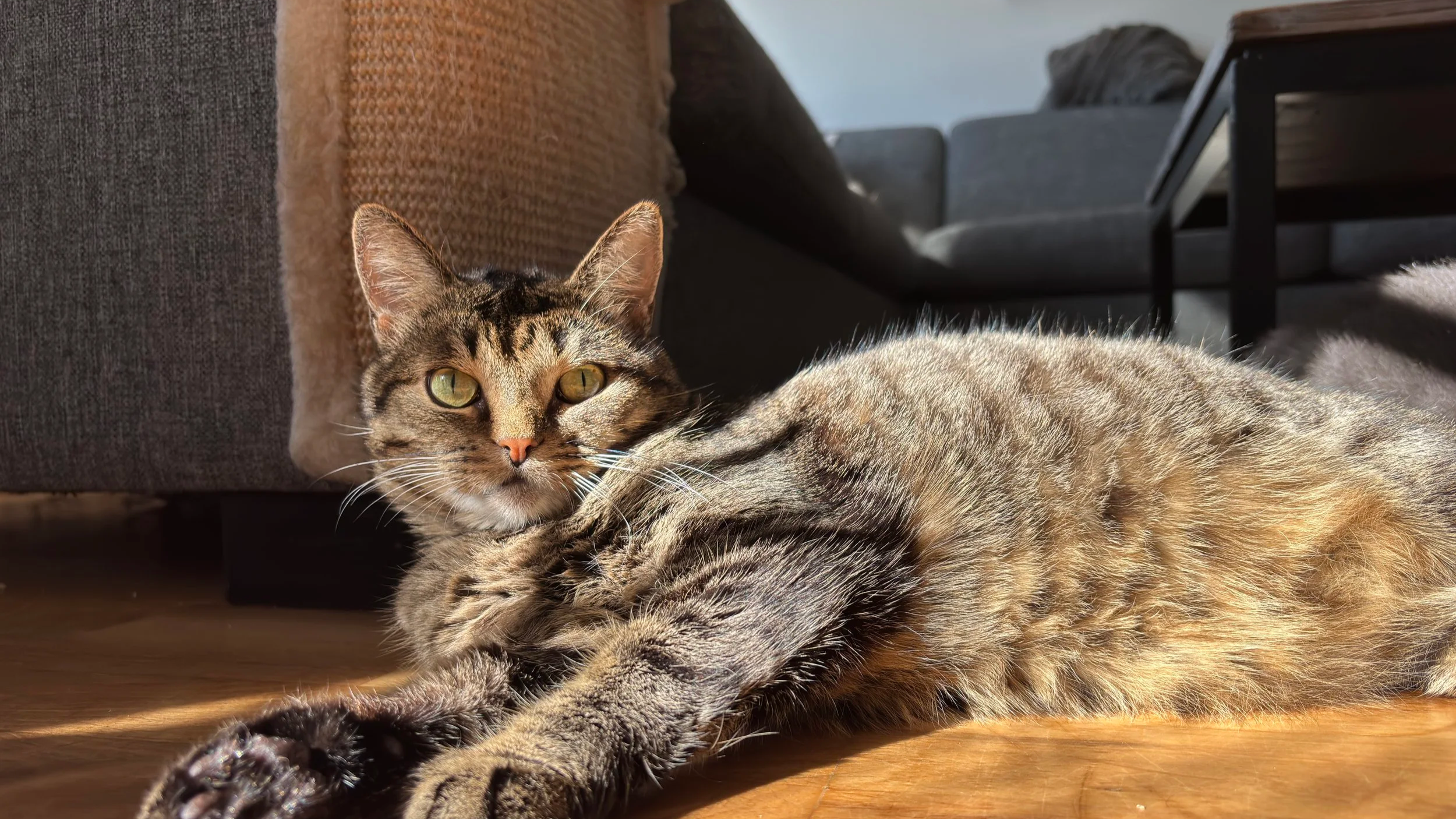 A tabby cat lying on a wooden floor near a gray sofa, looking at the camera with yellow-green eyes.