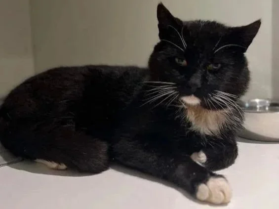A black and white cat lying on a light-colored surface near a metal bowl.