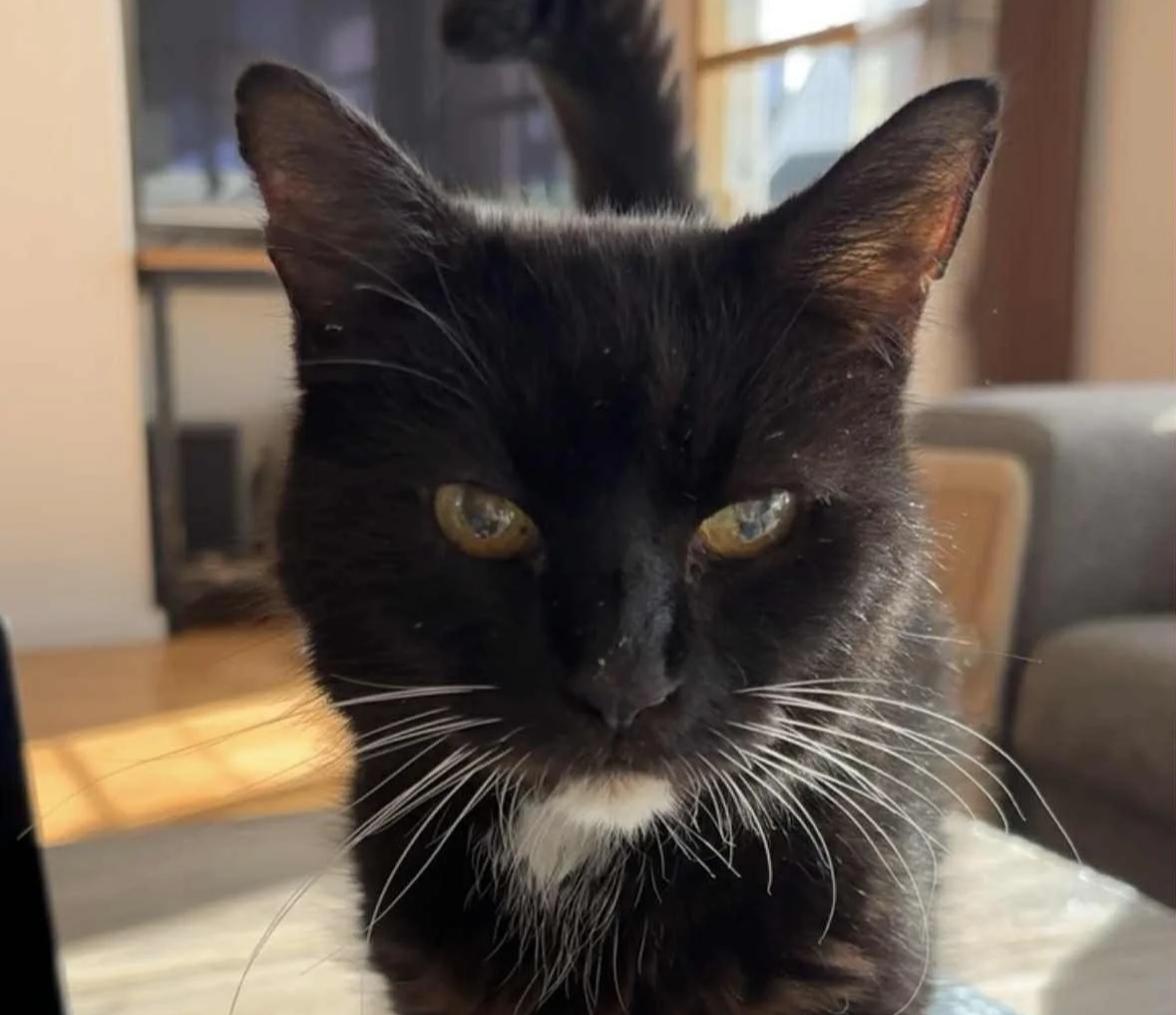 Close-up of a black and white cat with piercing yellow eyes, indoors with warm lighting.