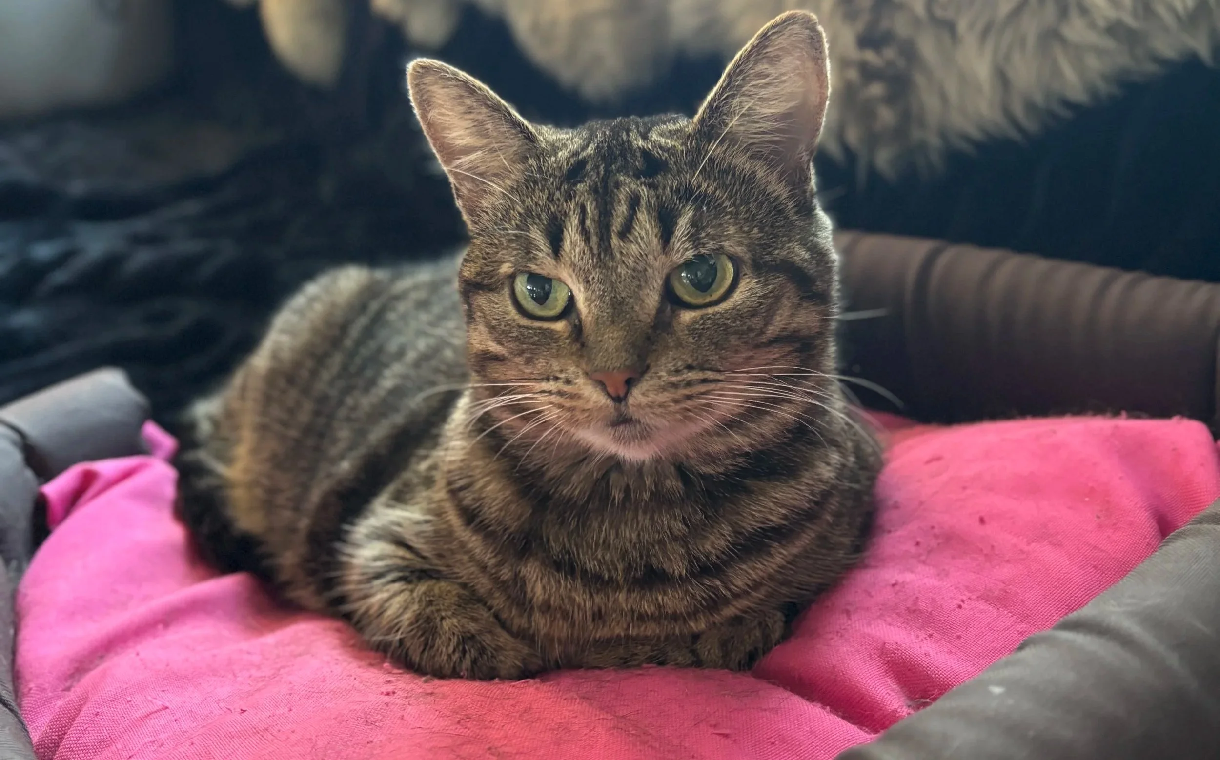 A tabby cat with green eyes lying on a pink cushion in a dark pet bed.