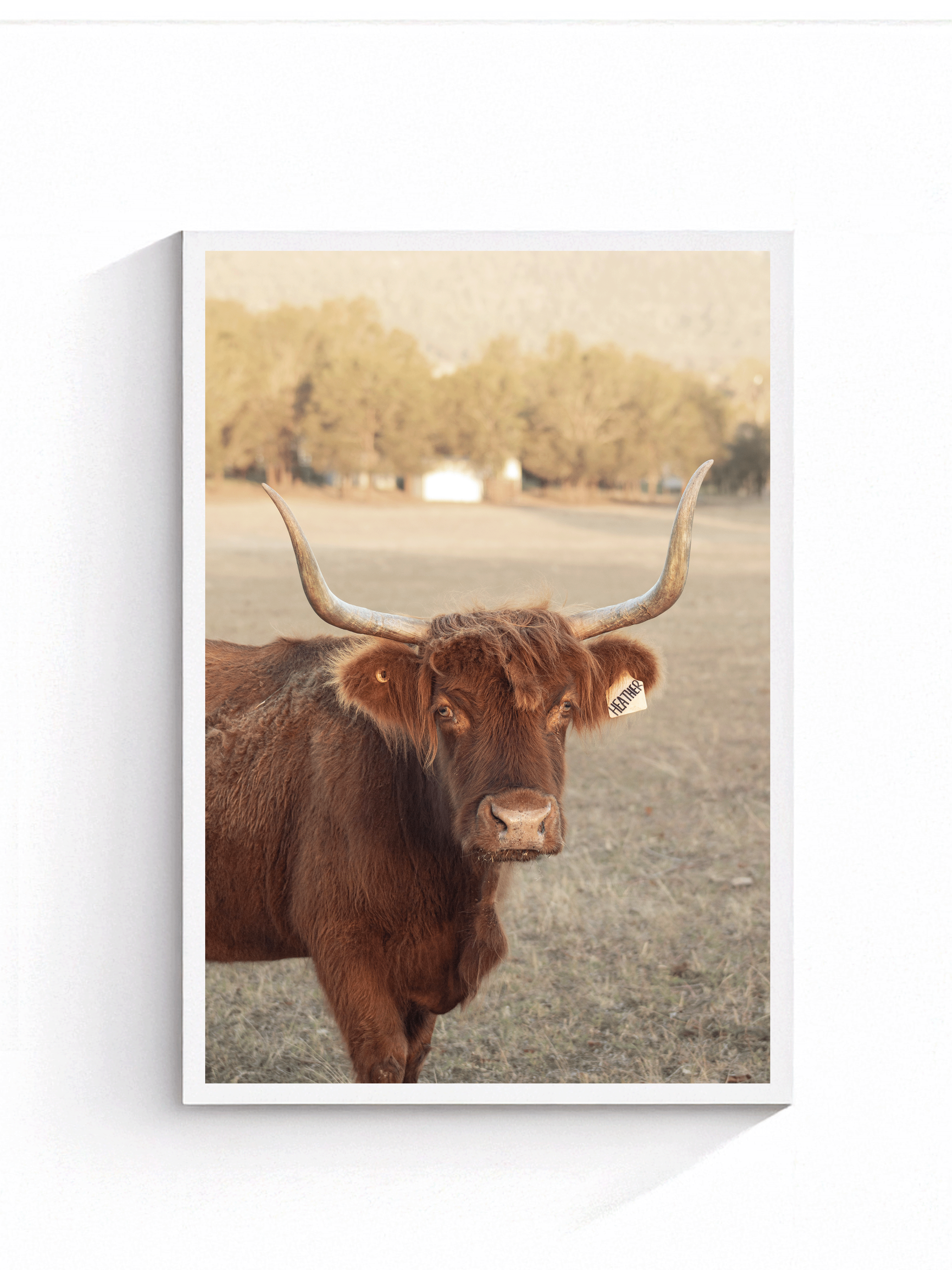 Highland Cow - Print white border - PNG.png