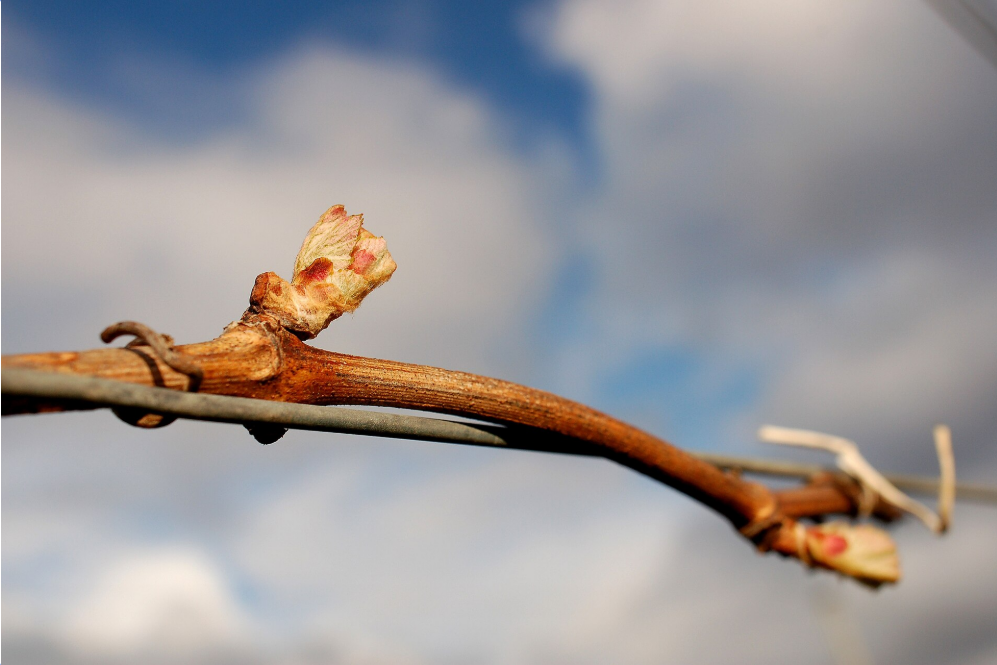 Budburst.png