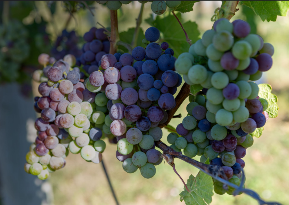 ripening.png