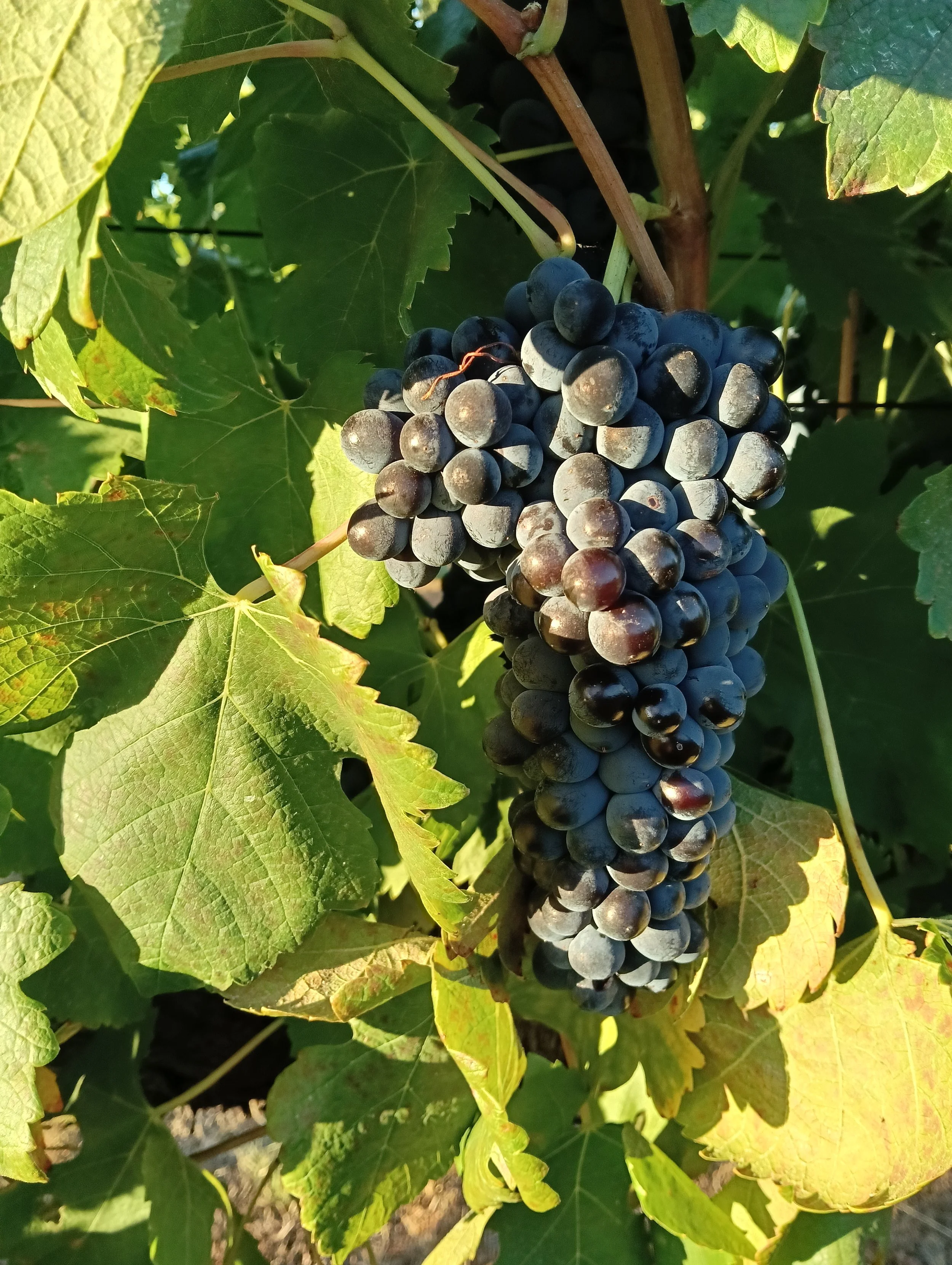Harvest.JPEG