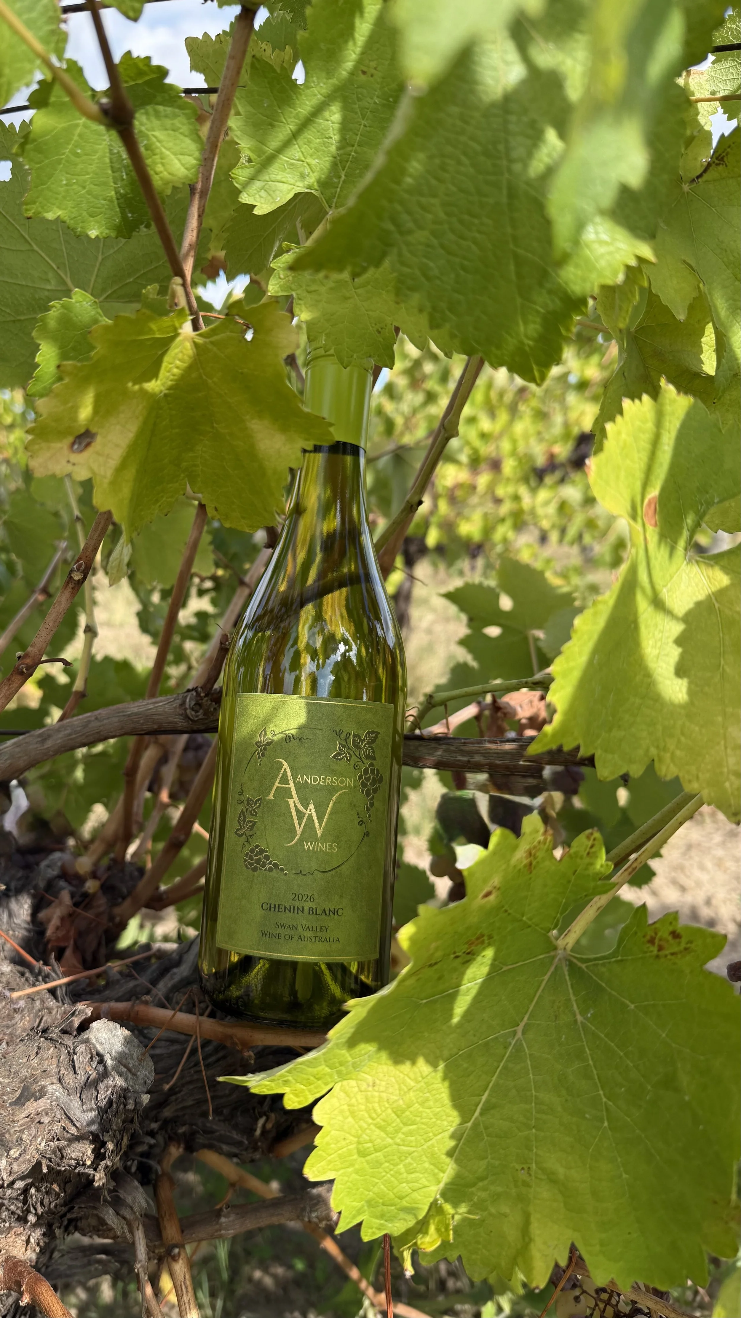 Anderson Wines 2026 Swan Valley Chenin Blanc bottle among ripe grapes on the vine Western Australia